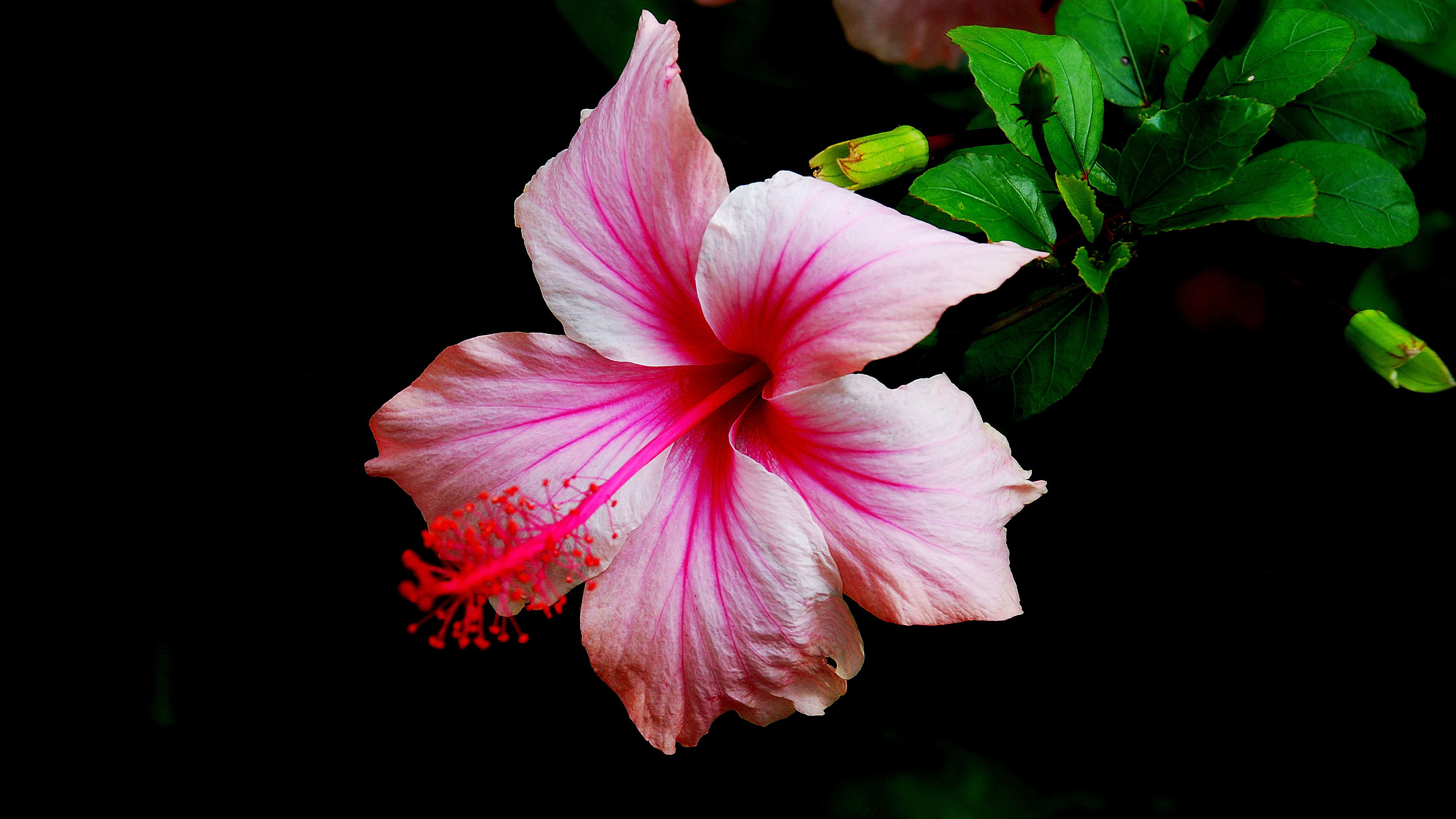 Pink Hibiscus Flower With Black Wallpaper K HD Pink