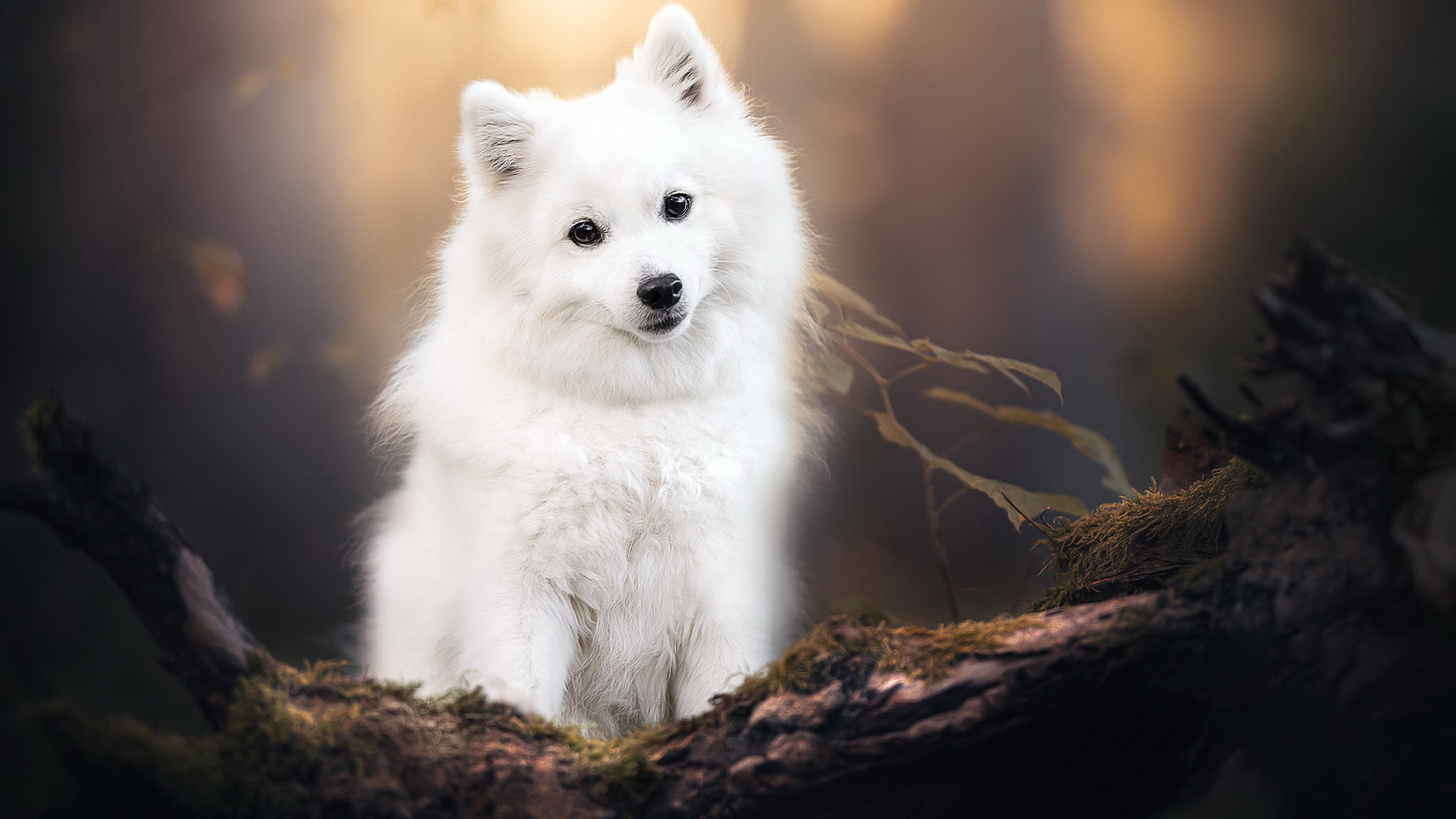 White Pet Dog Spitz HD Animals