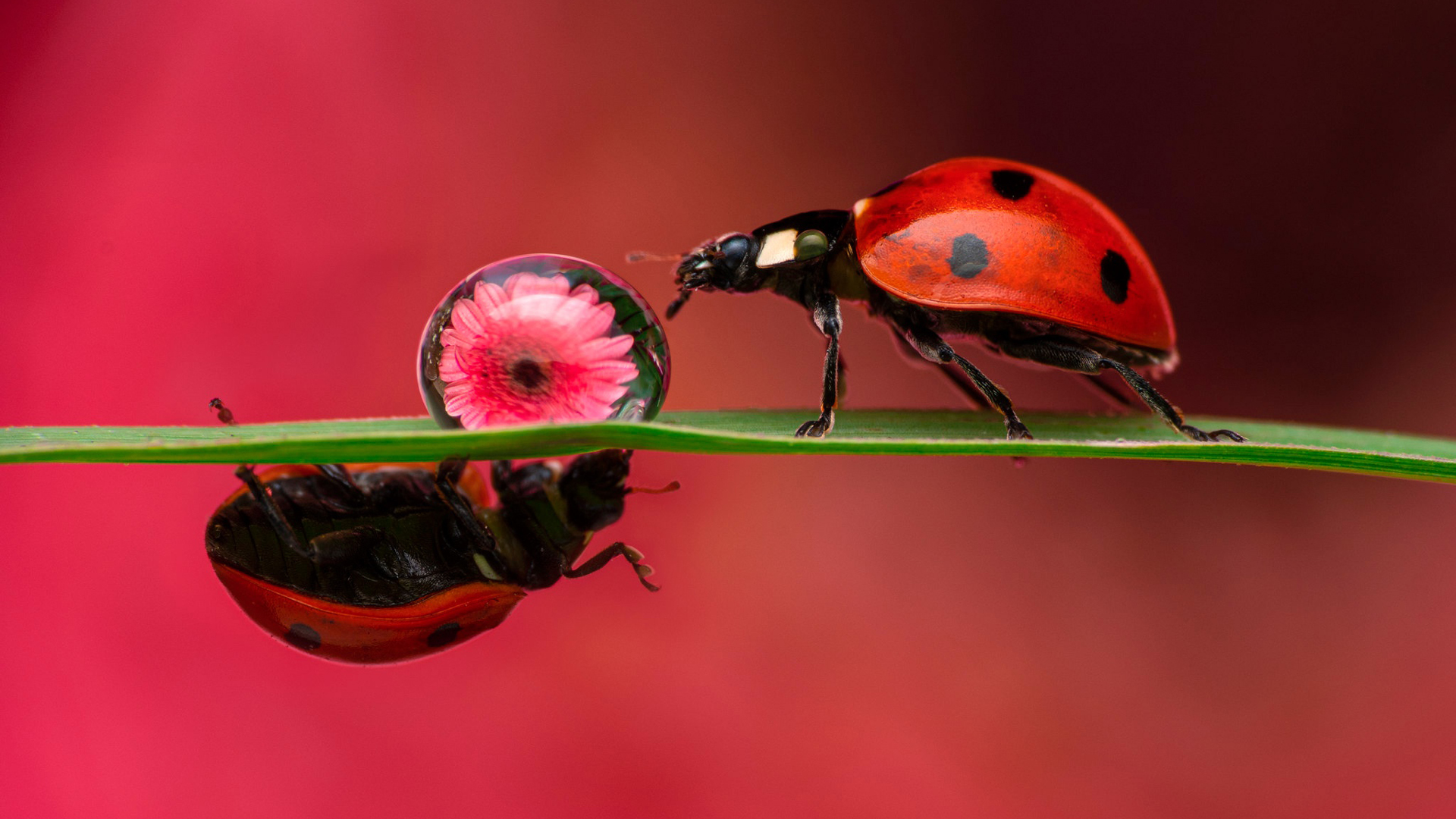 Red Insect Ladybug On Green Leaf In Red Pink Wallpaper HD Animals