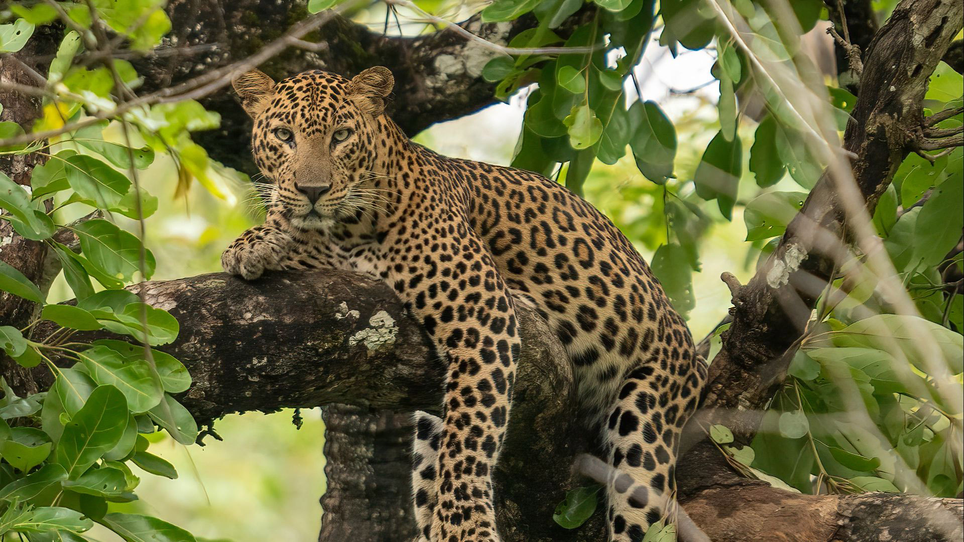 Leopard Is Lying Down On Tree Branch In Green Leaves Wallpaper HD Leopard