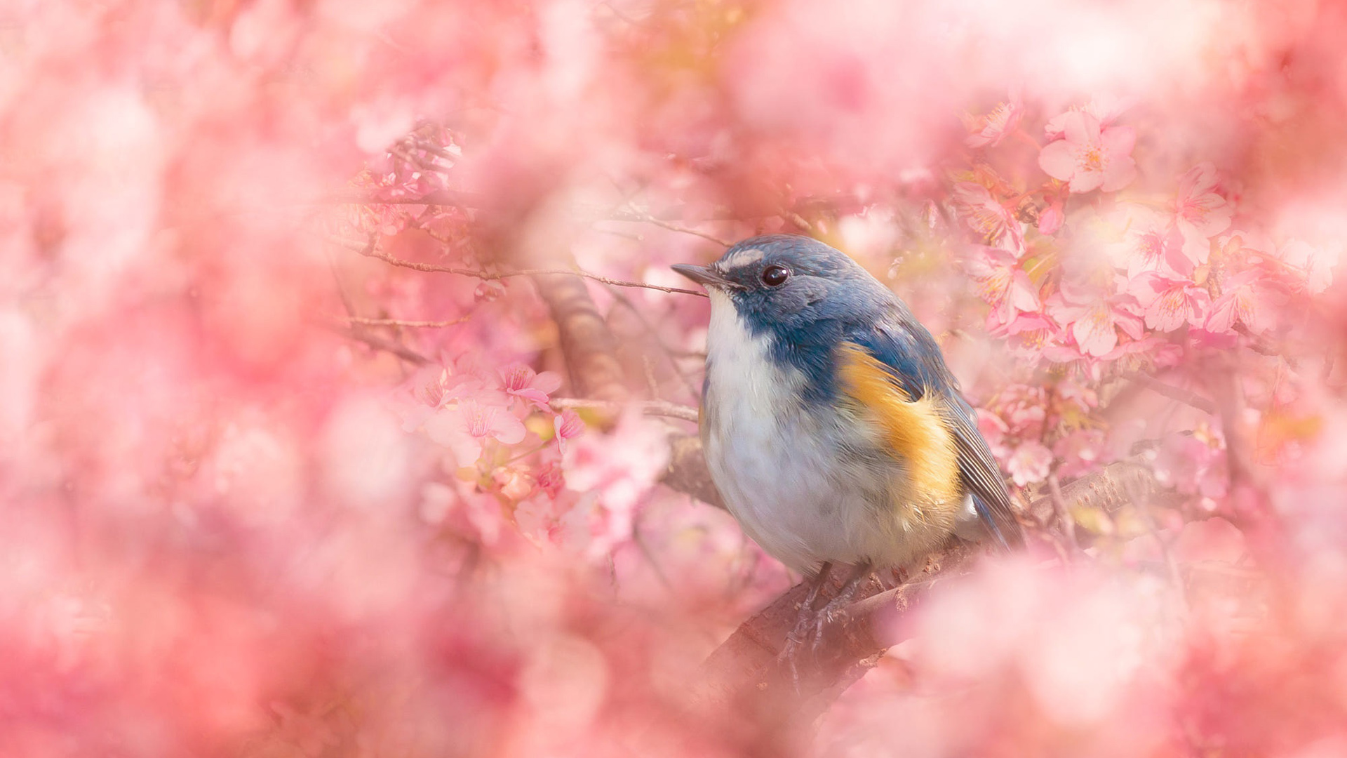 Bluebird Is Perching On Tree Branch With Colorful Flowers Around HD Animals