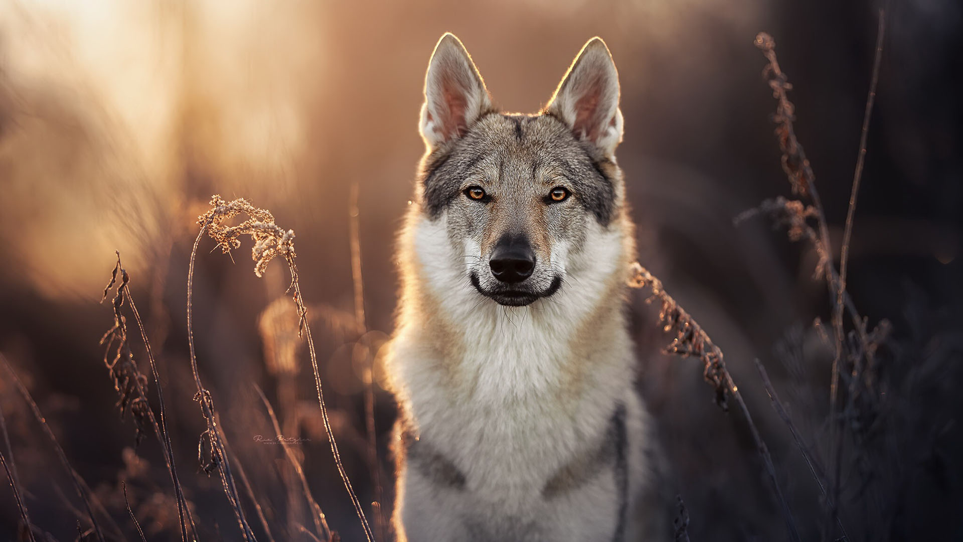 Back White Czechoslovakian Wolfdog Is Standing In Blur Wallpaper HD Dog