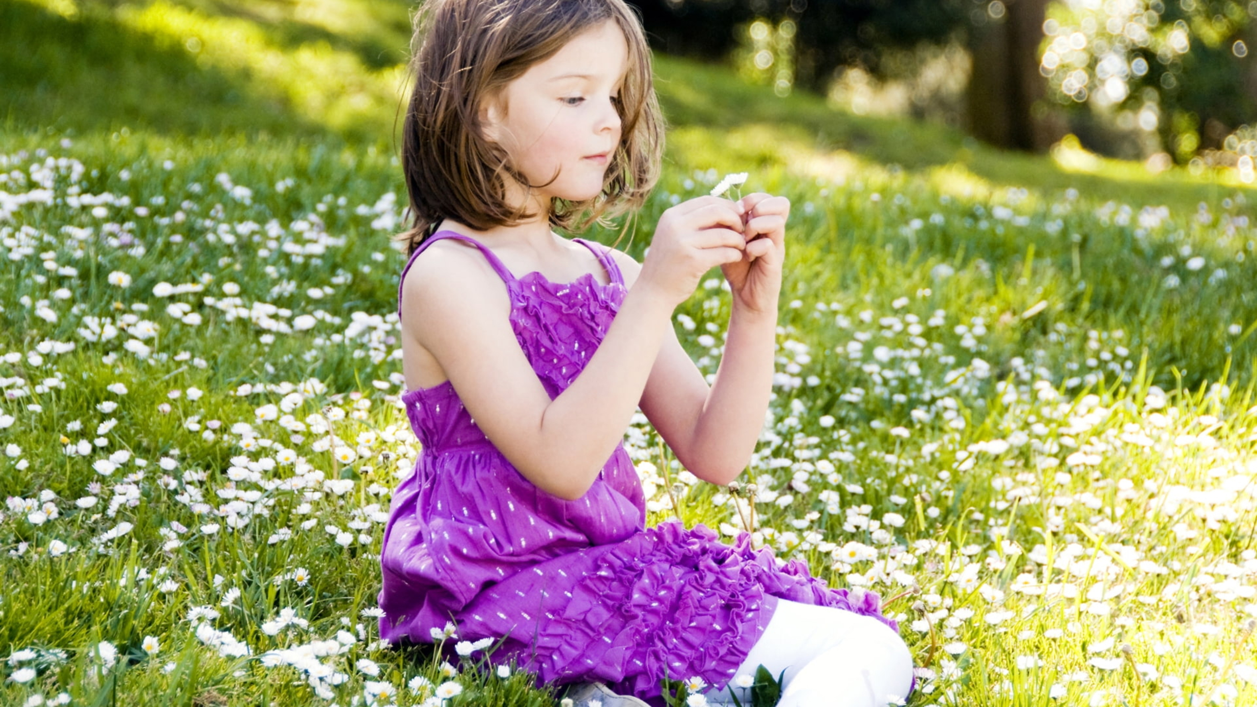 Little Girl Is Sitting In White Flowers Field Wearing Purple Dress HD