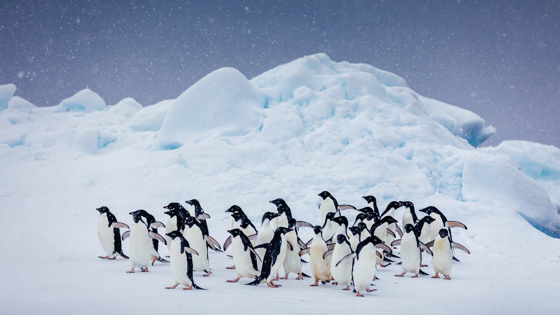 Group Of Penguins On Snow Covered Landscape HD Birds