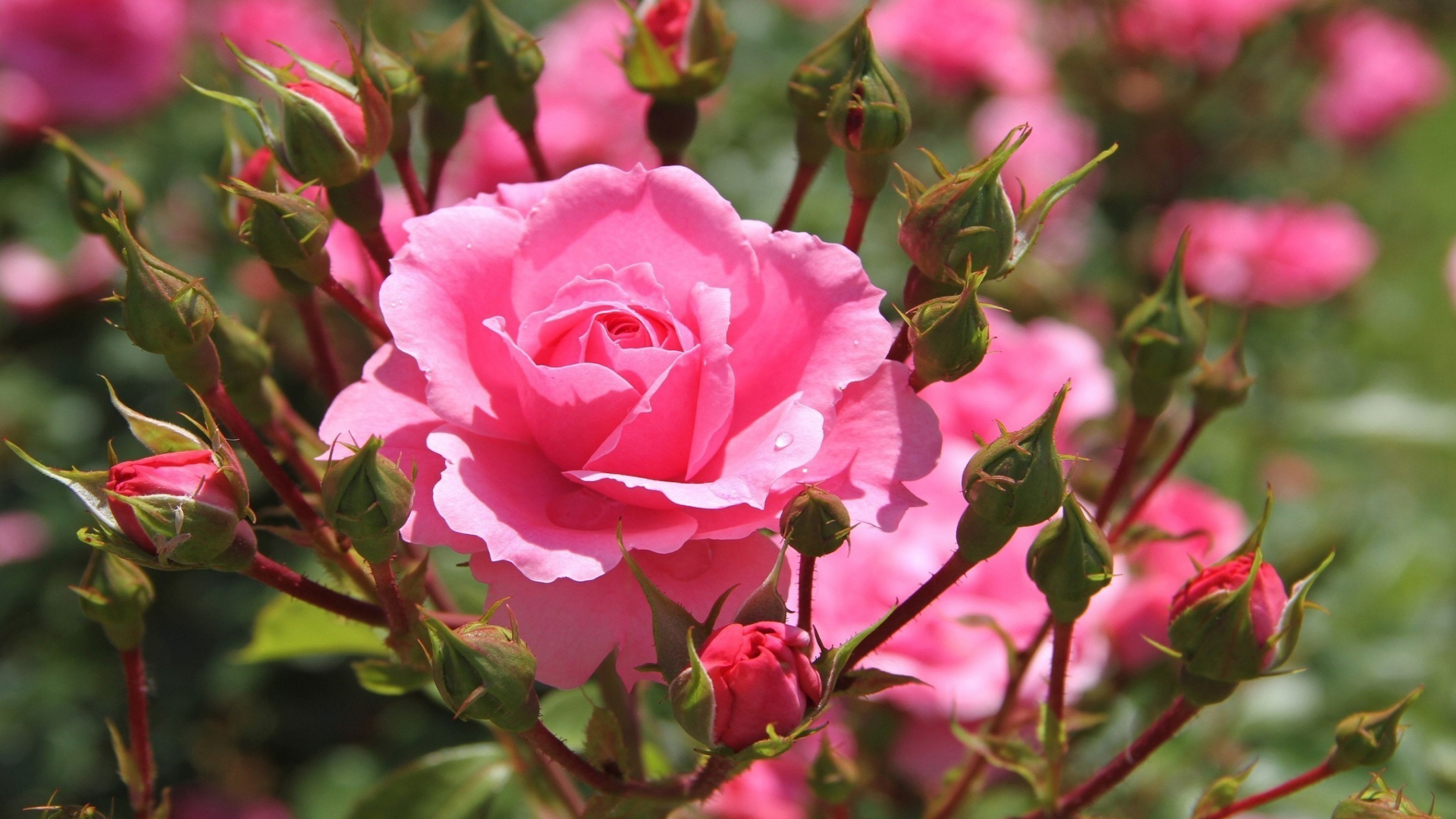 Buds Pink Rose In Blur Wallpaper HD Rose