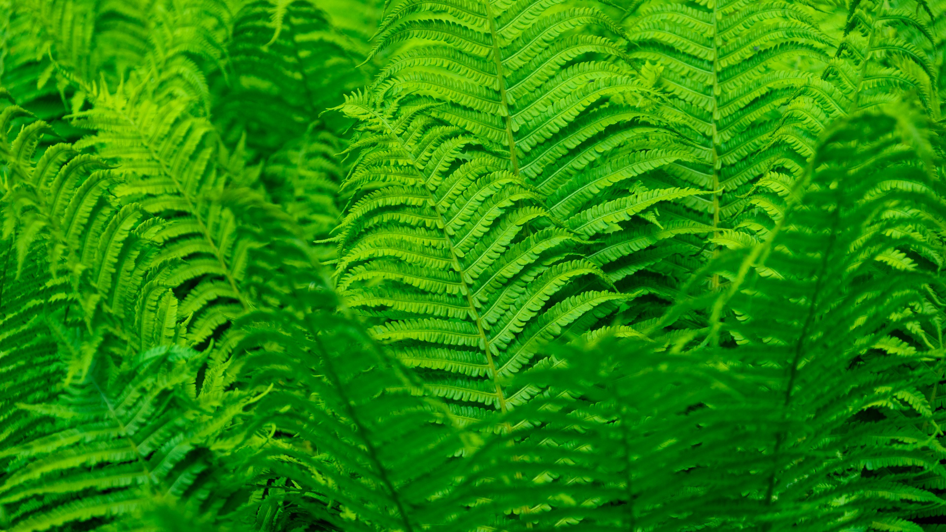 Fern Greenery Leaves HD Nature