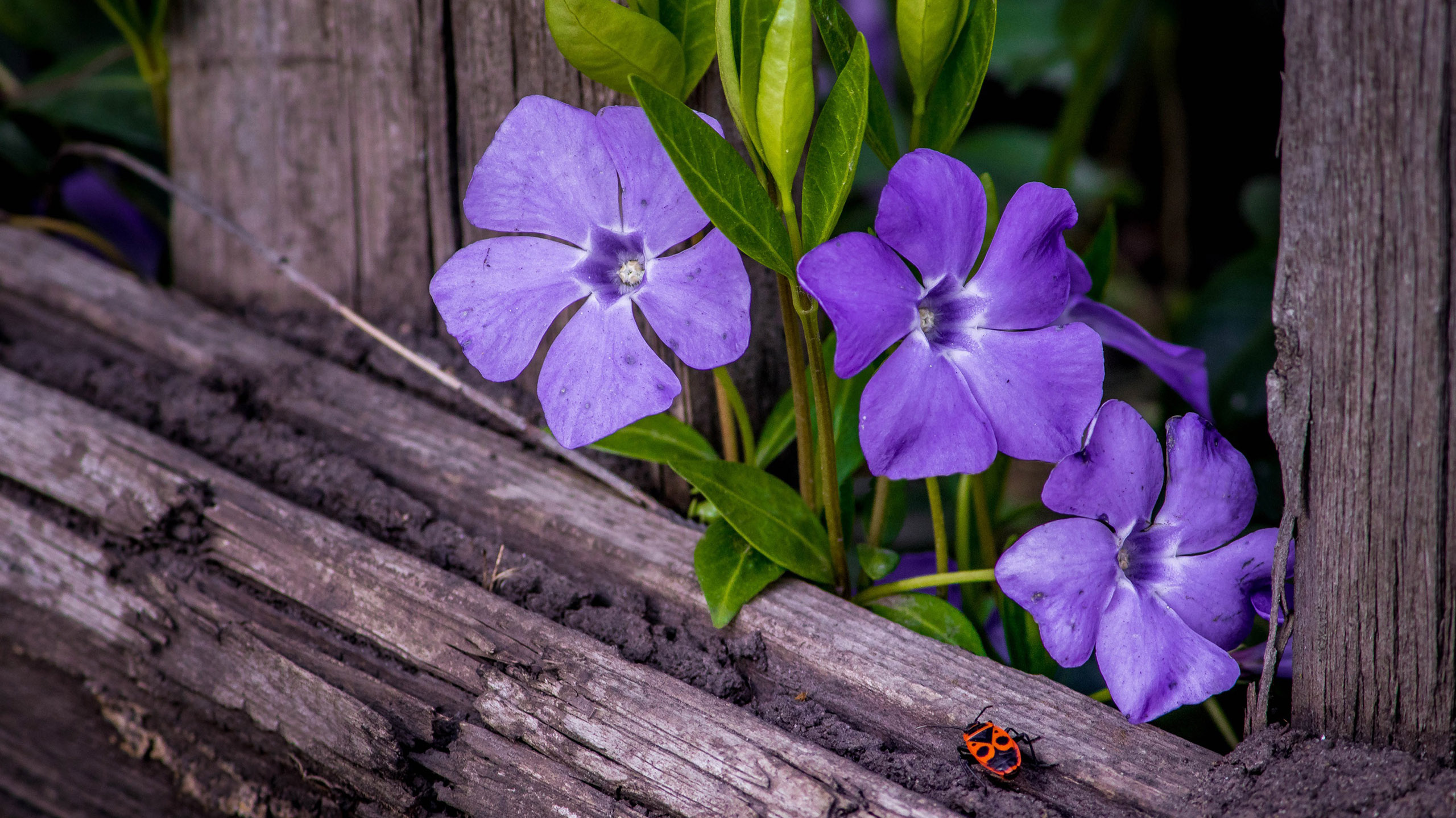 Beetle Periwinkle On Wooden Fence HD