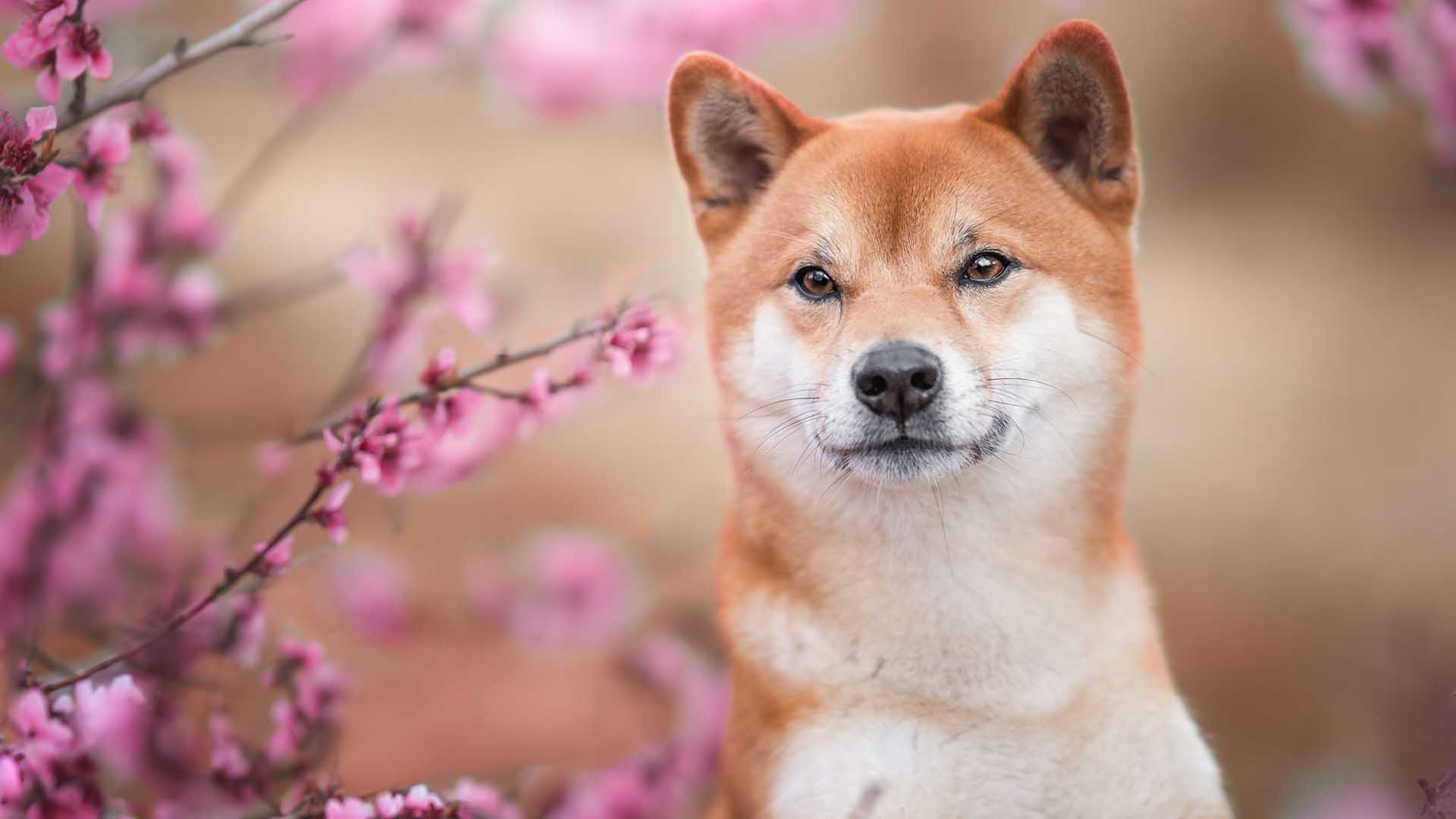 Brown White Shiba Inu Dog Is Standing In Blur Pink Blossom Flowers Tree Branches Wallpaper HD Dog