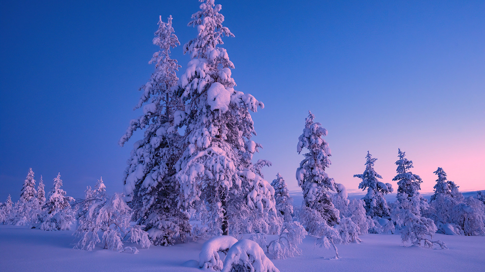 Snow Covered Trees With Wallpaper Of Blue Sky HD Winter