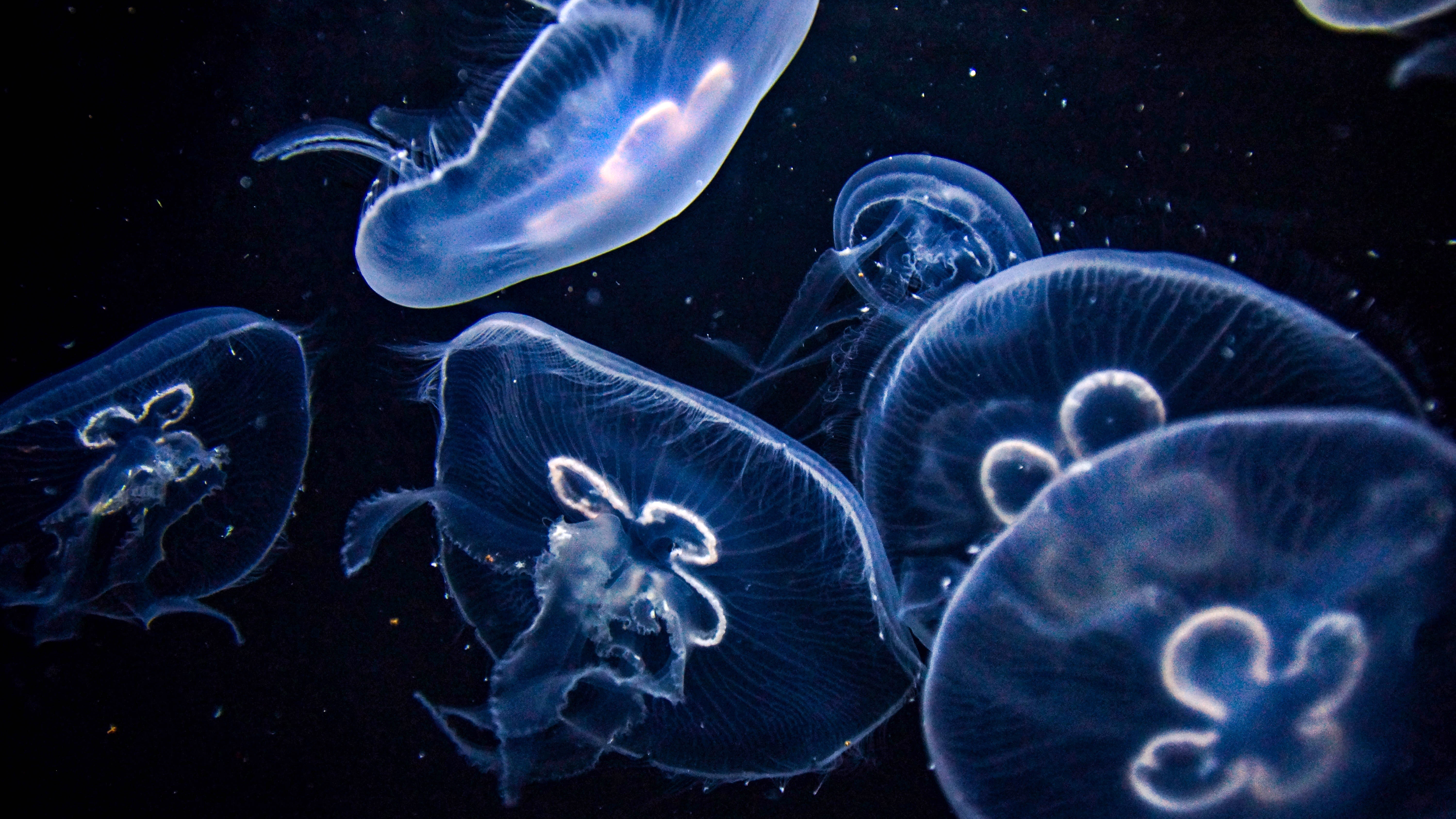 Jellyfishes K K