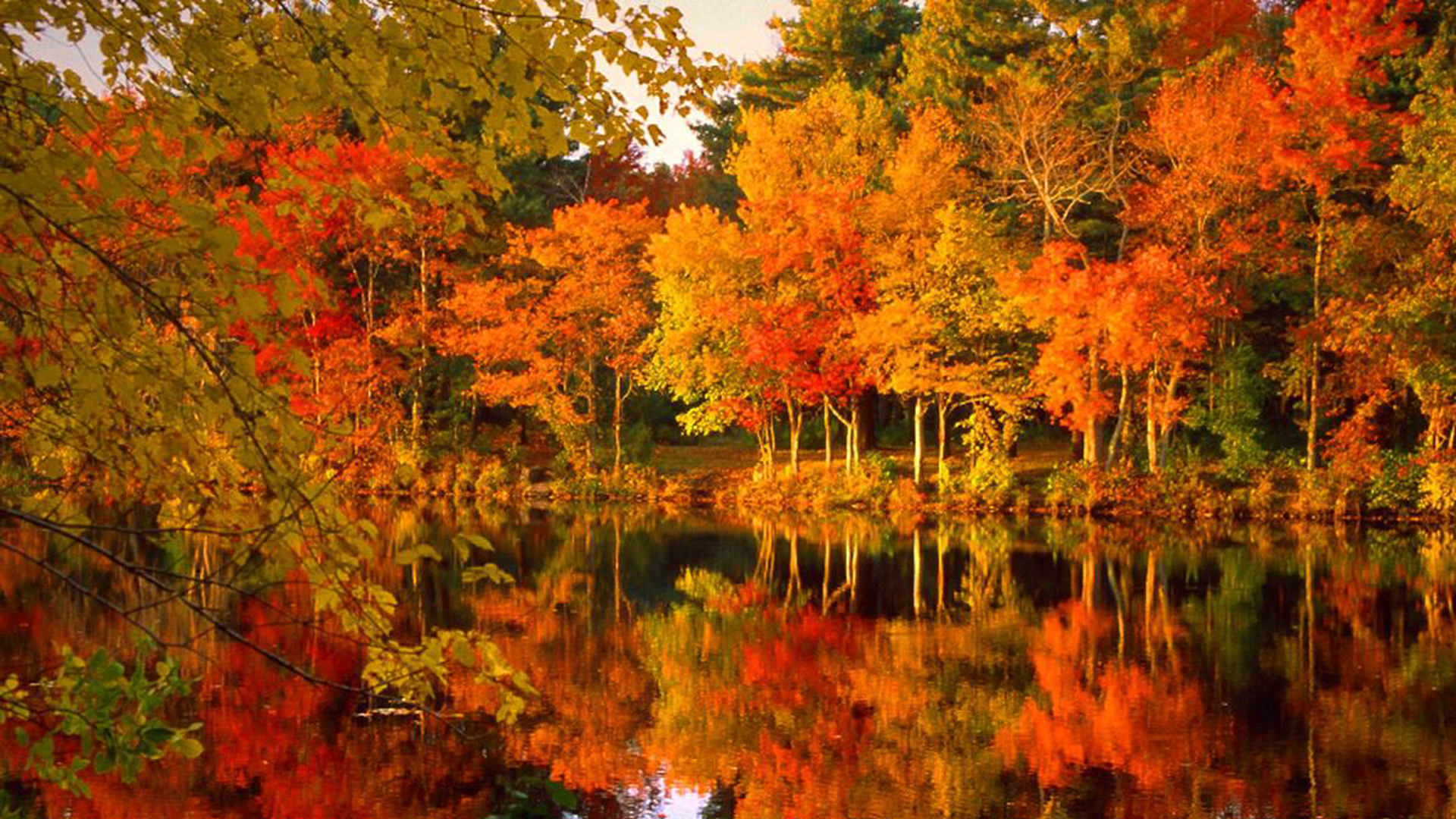 Red Orange Green Yellow Autumn Fall Leafed Trees Forest Reflection On Water HD Fall