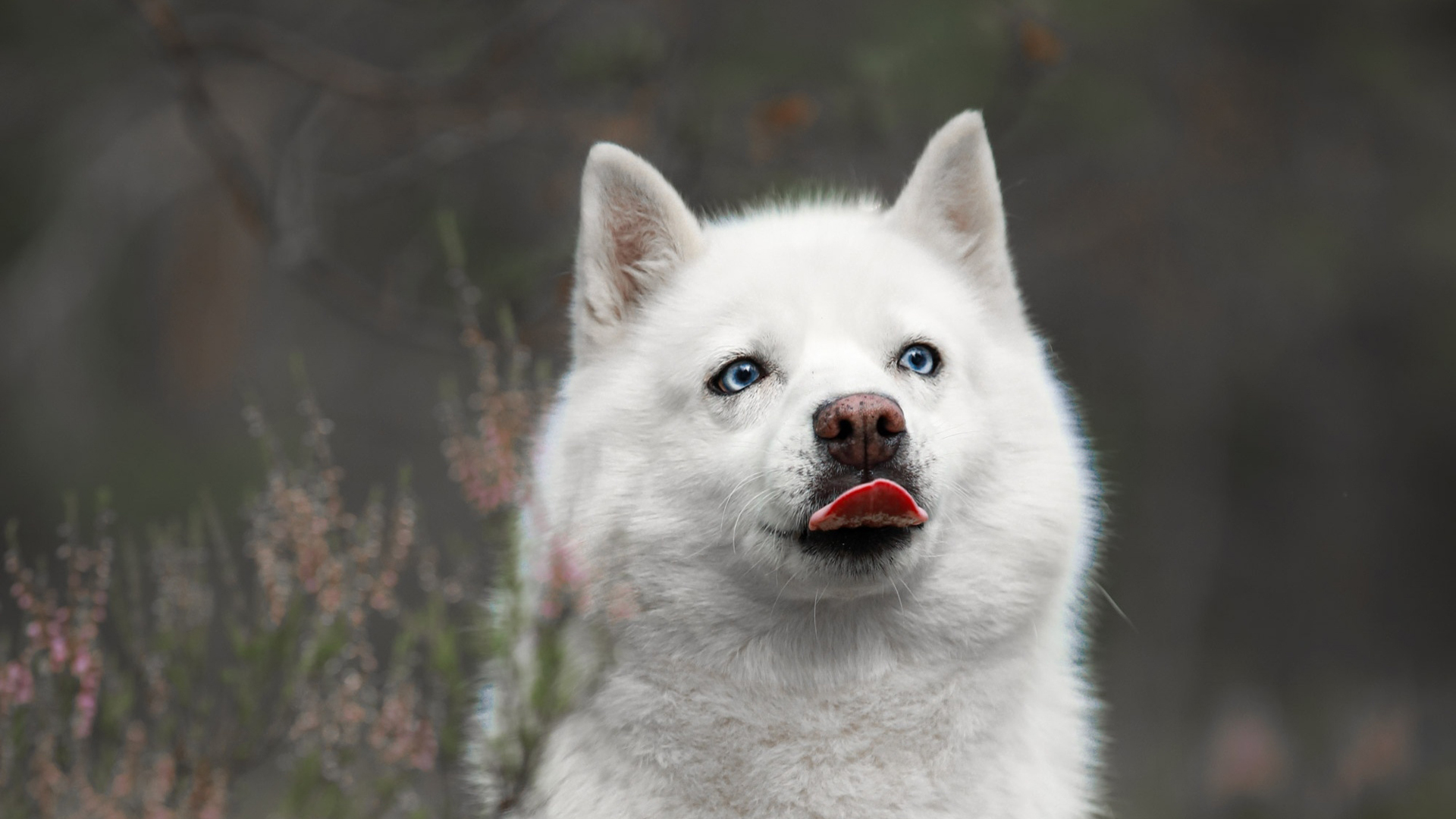 White Dog With Tongue Out In Blur Wallpaper HD Dog
