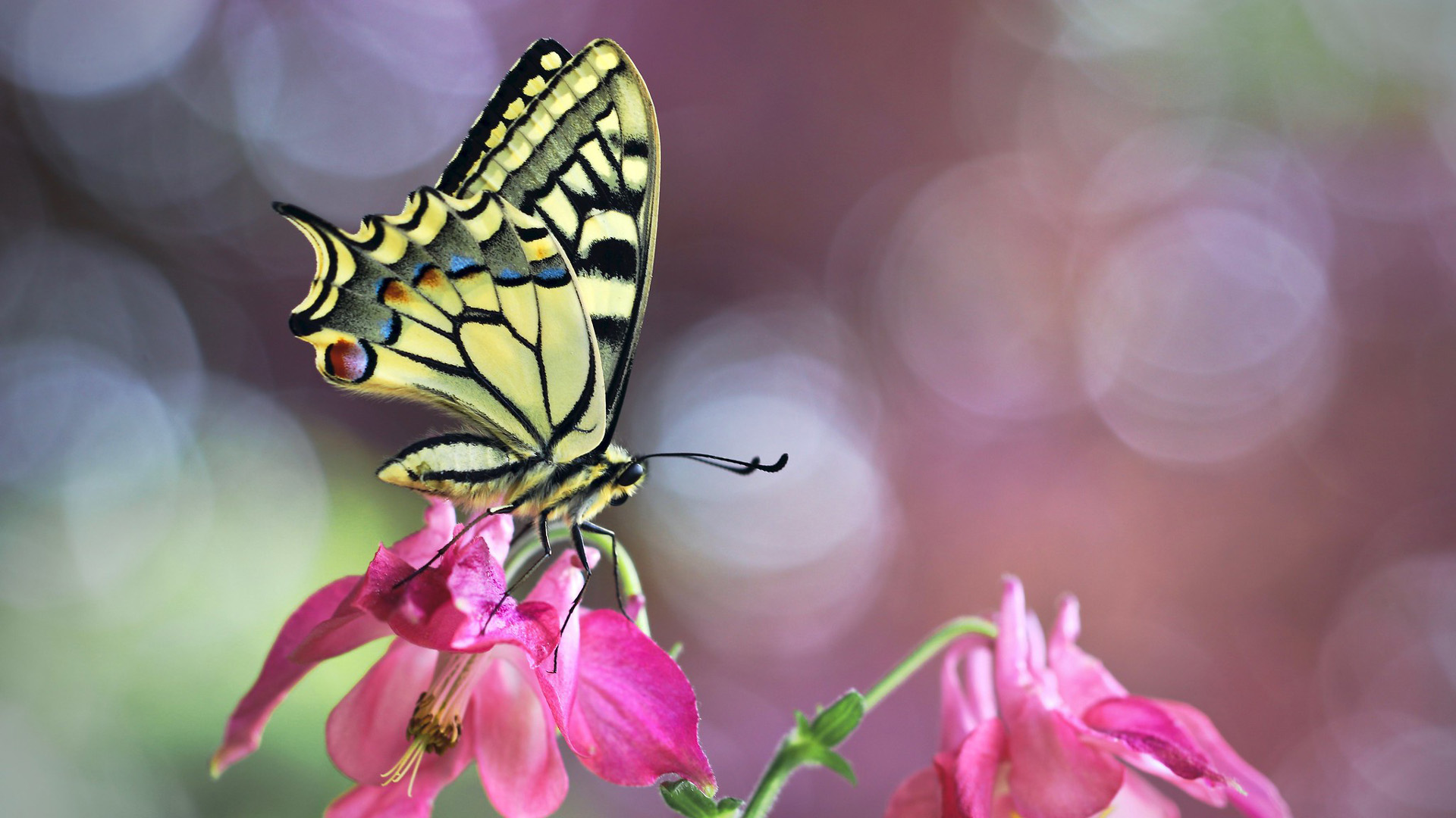 Yellow Black Swallowtail Butterfly On Pink Flowers In White Bokeh Wallpaper HD Butterfly