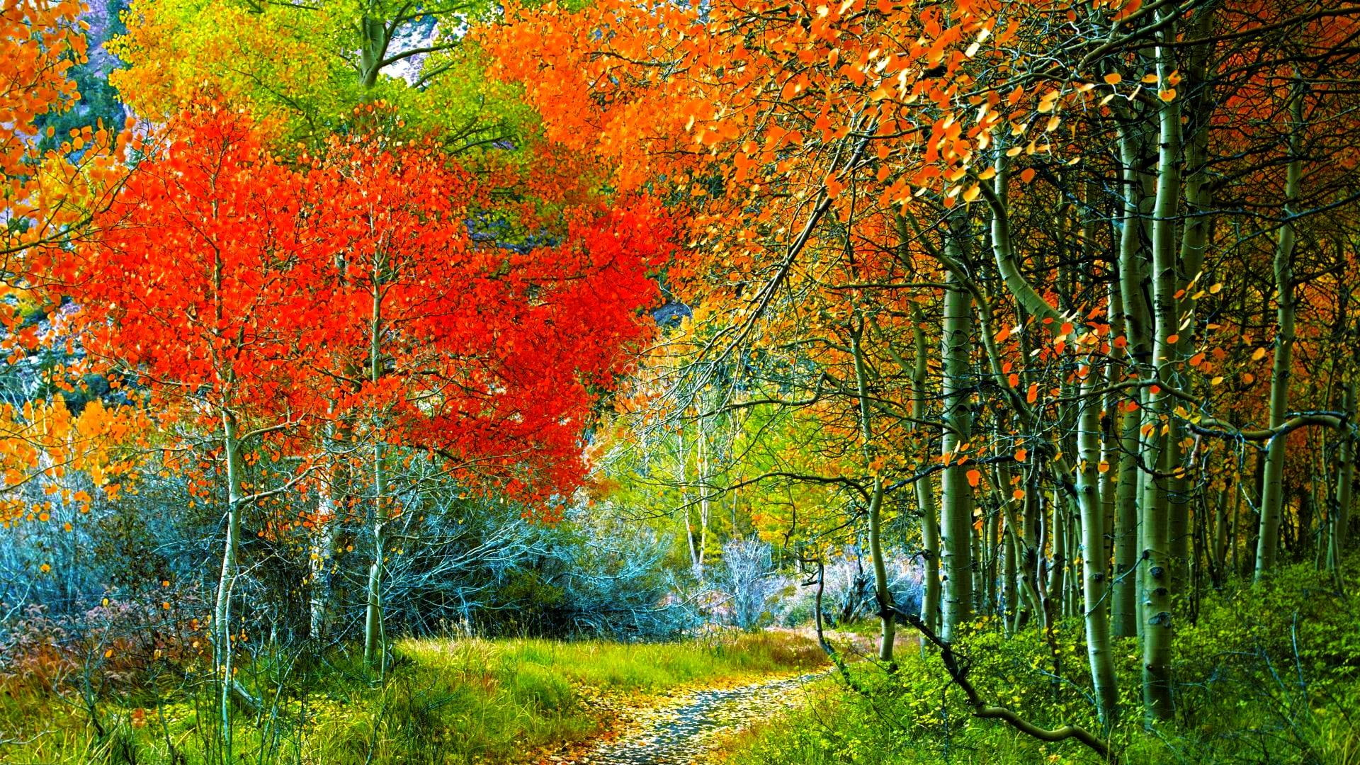 Path Through Autumn Forest HD Nature