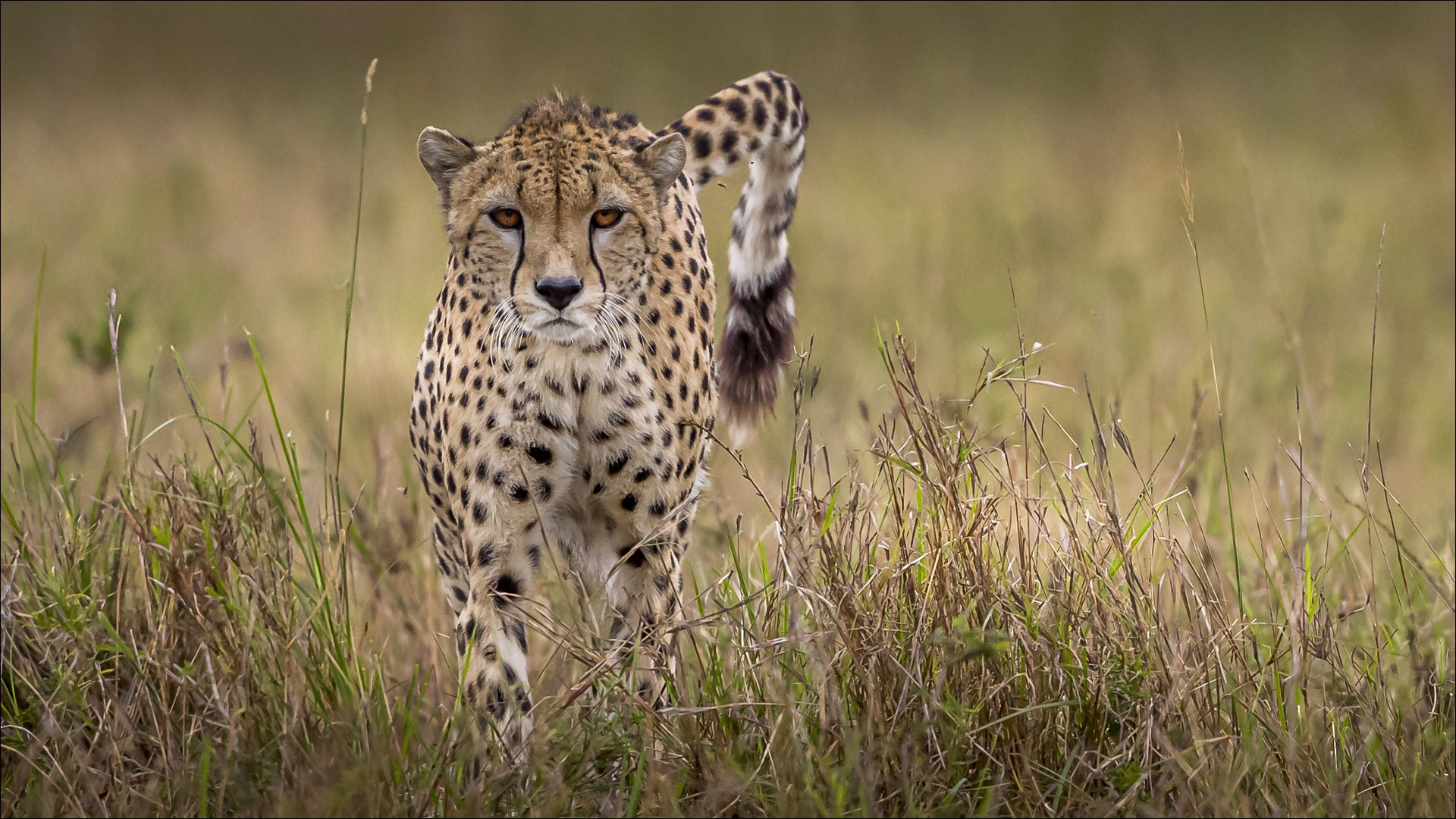 Predator Leopard HD Animals