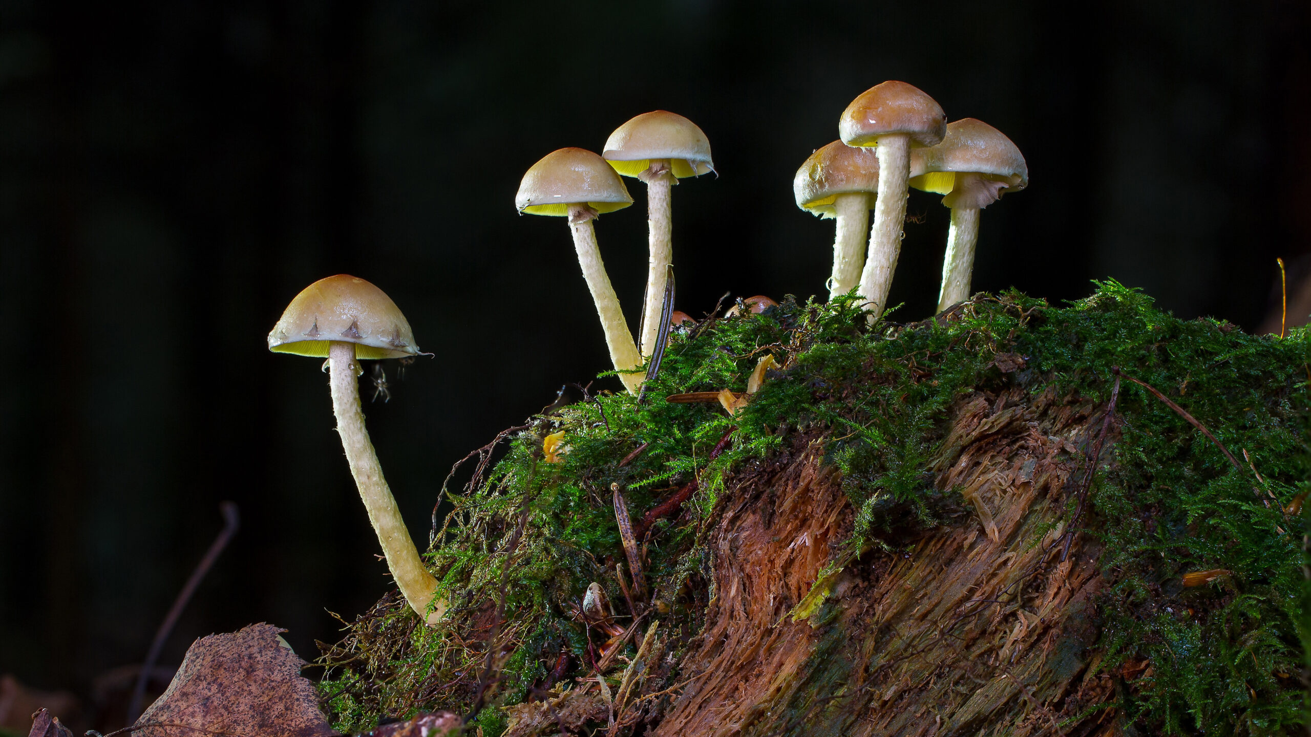 Mushrooms On Green Plants Sand In Dark Wallpaper K HD Mushroom