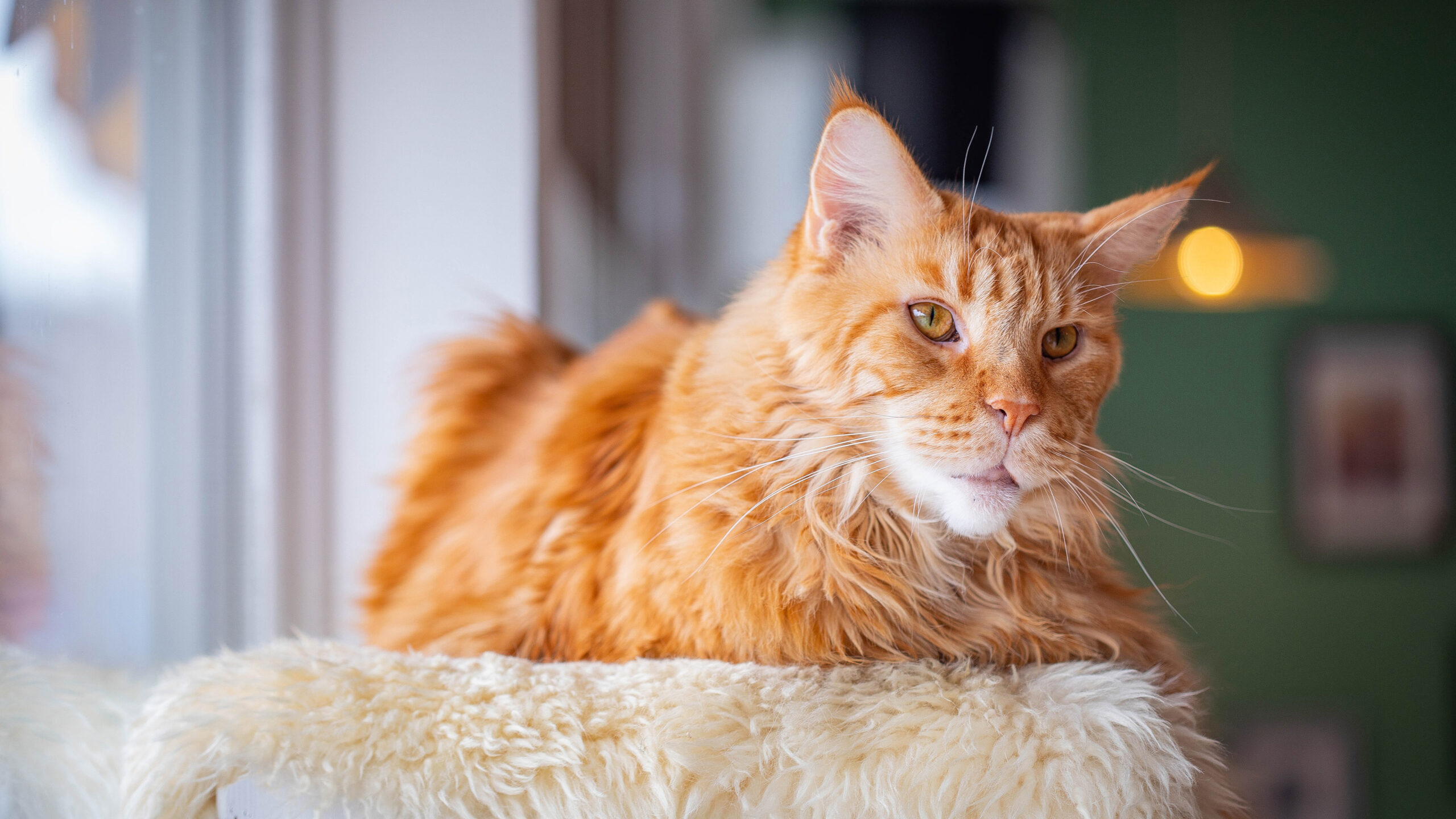 Brown White Maine Coon Cat Is Sitting On Fur White Cloth In Blur Wallpaper K HD Cat