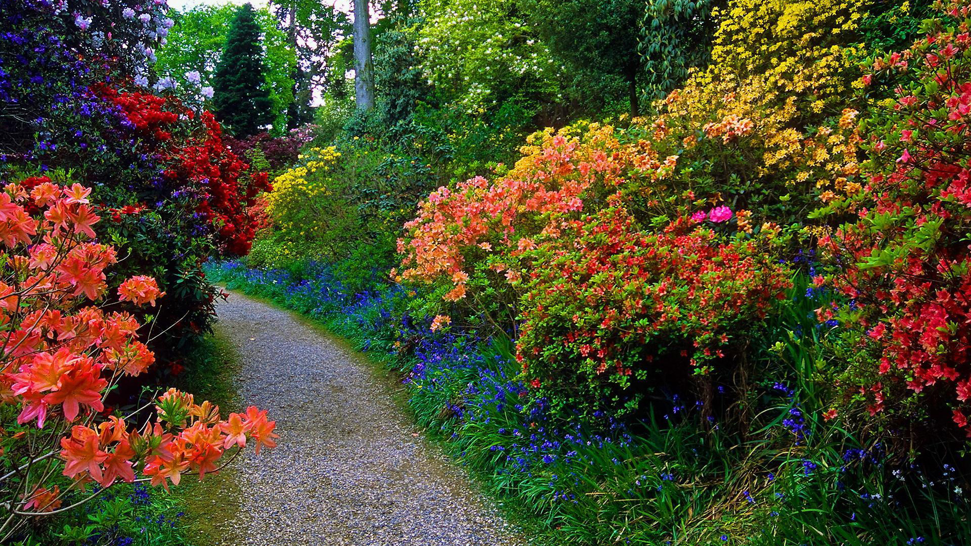 Garden Pathway With Colorful Flowers HD Garden