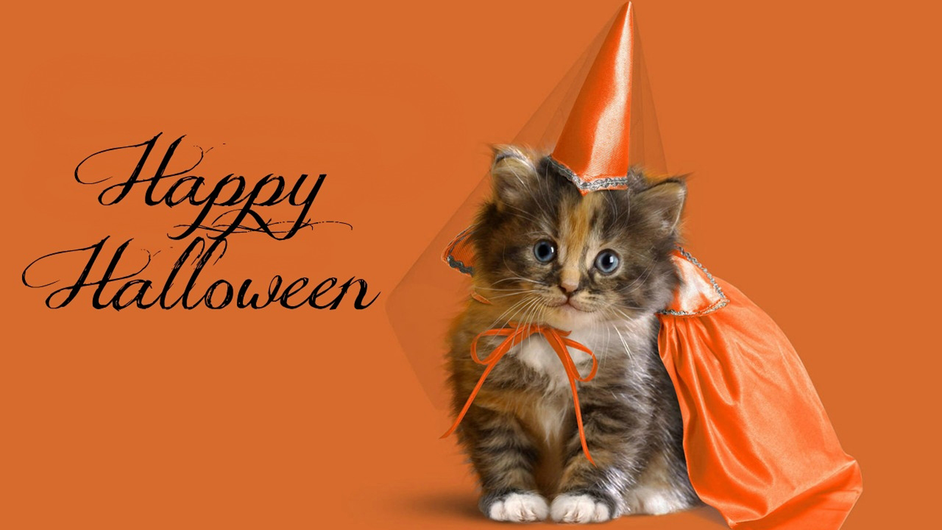 Cat Is Wearing Princess Costume And Hat HD Happy Halloween