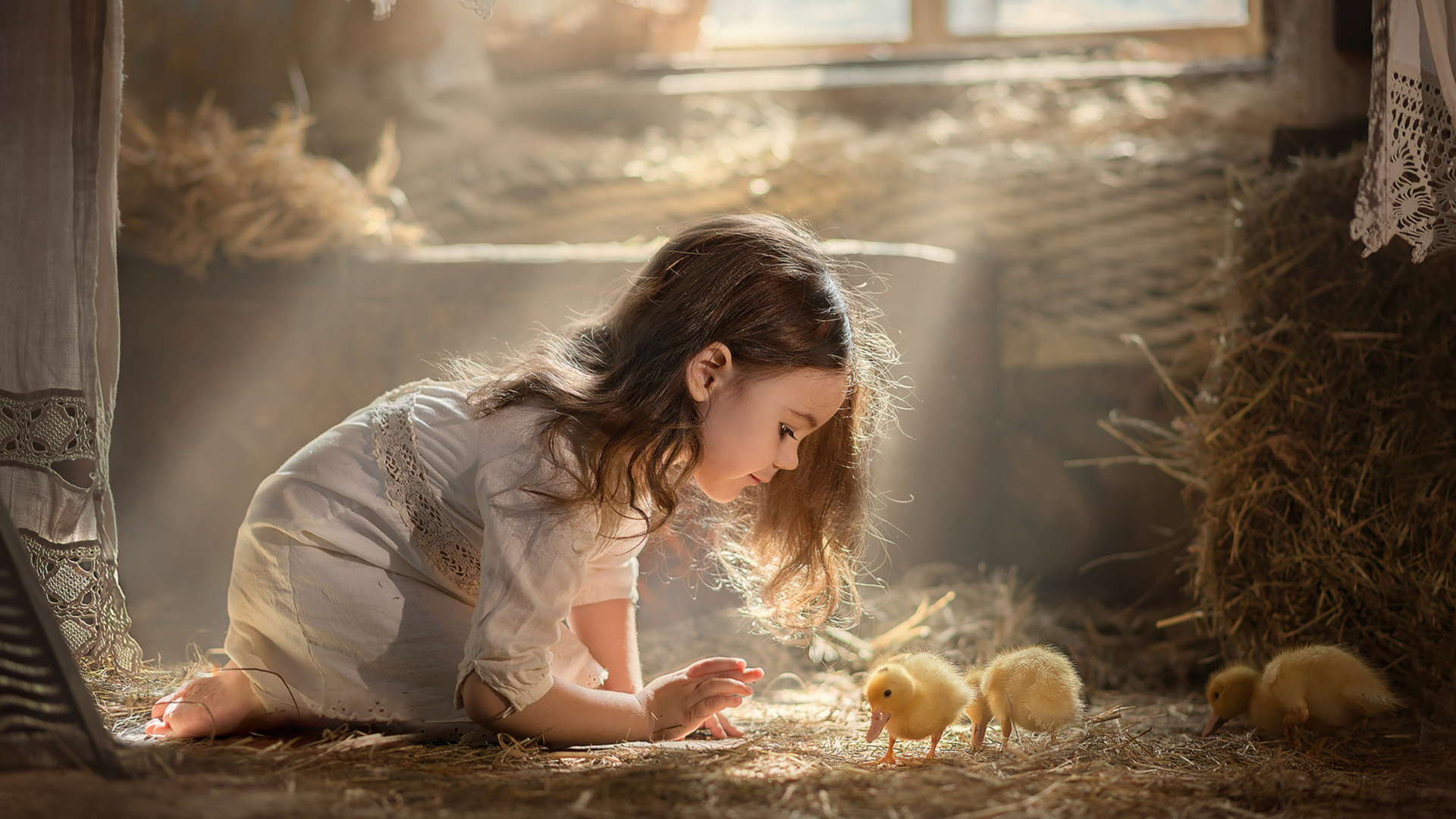 Little Girl Is Playing With Little Chickens Wearing White Dress In Sunbeam Wallpaper HD