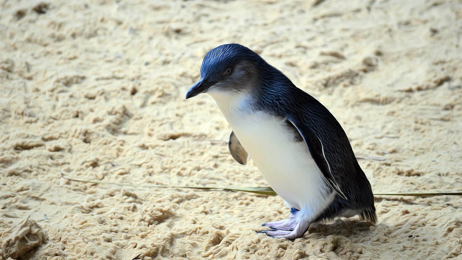 Penguin Is Standing On Beach Sand HD Penguin