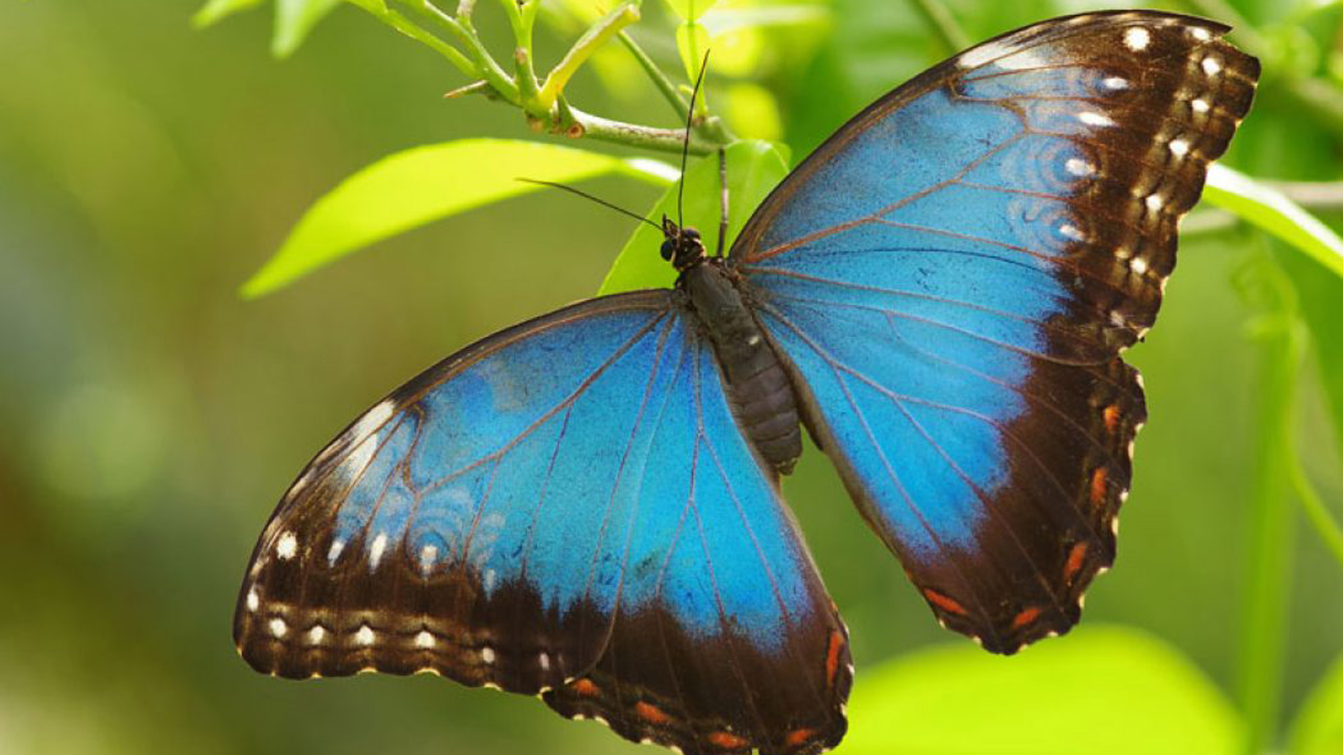 Blue Black Butterfly On Green Leaf HD Butterfly