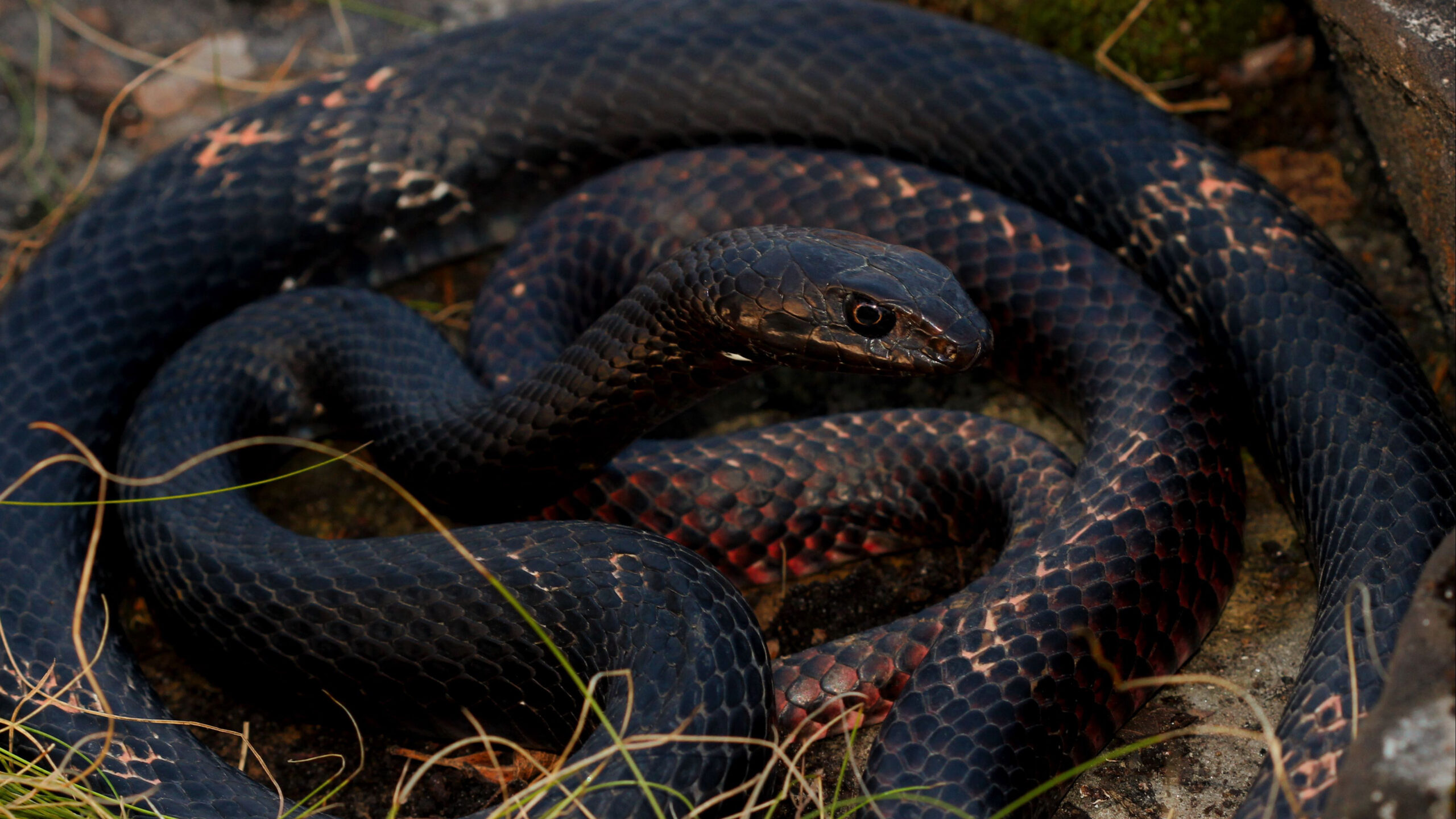 Closeup View Of Black Snake Reptile K HD Snake