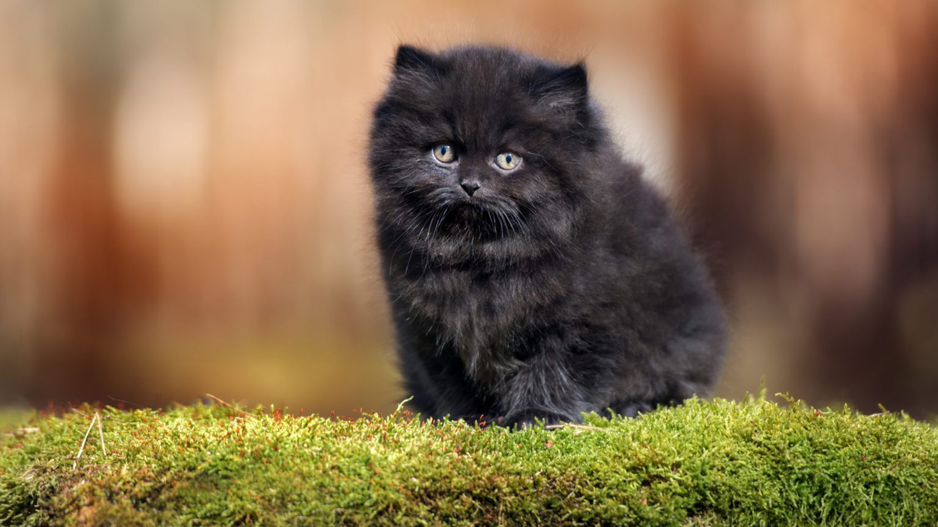 Black Cat Kitten Is Sitting On Small Green Plants In Blur Wallpaper HD Kitten