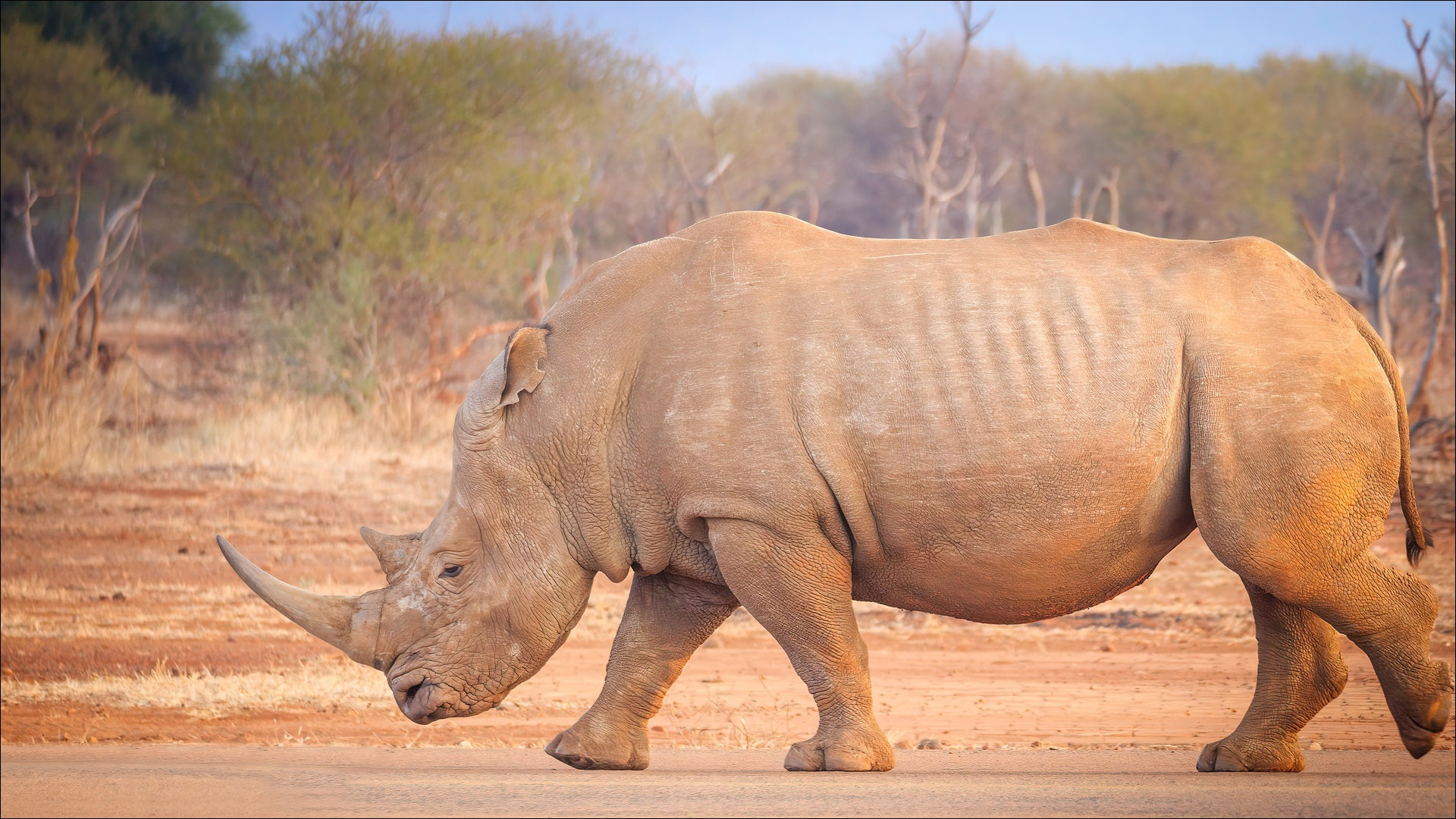 Rhino Is Walking On Road In Blur Forest Wallpaper HD Rhino