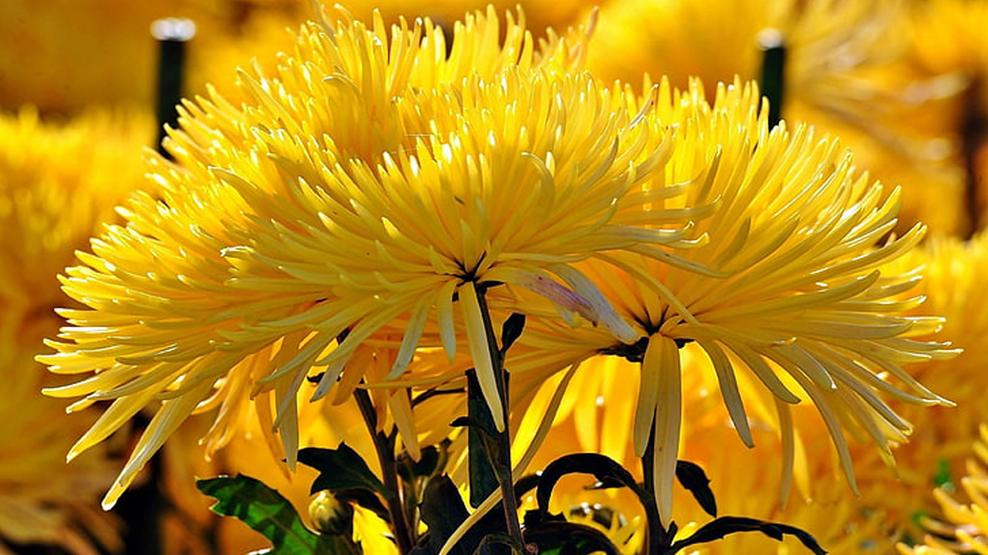 Closeup View Of Yellow Chrysantham In Blur Bokeh Wallpaper HD