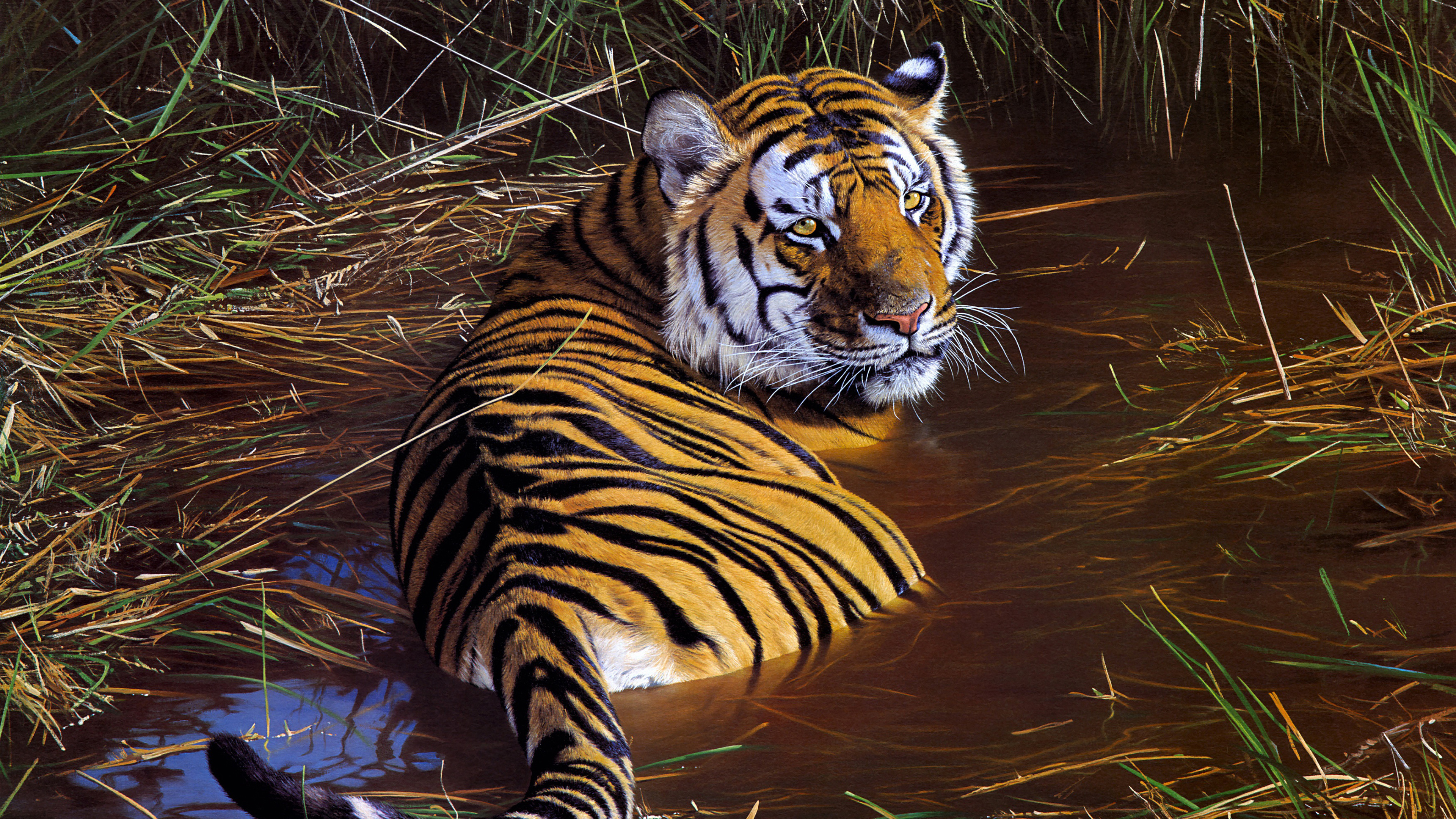Tiger Wildlife Artwork K