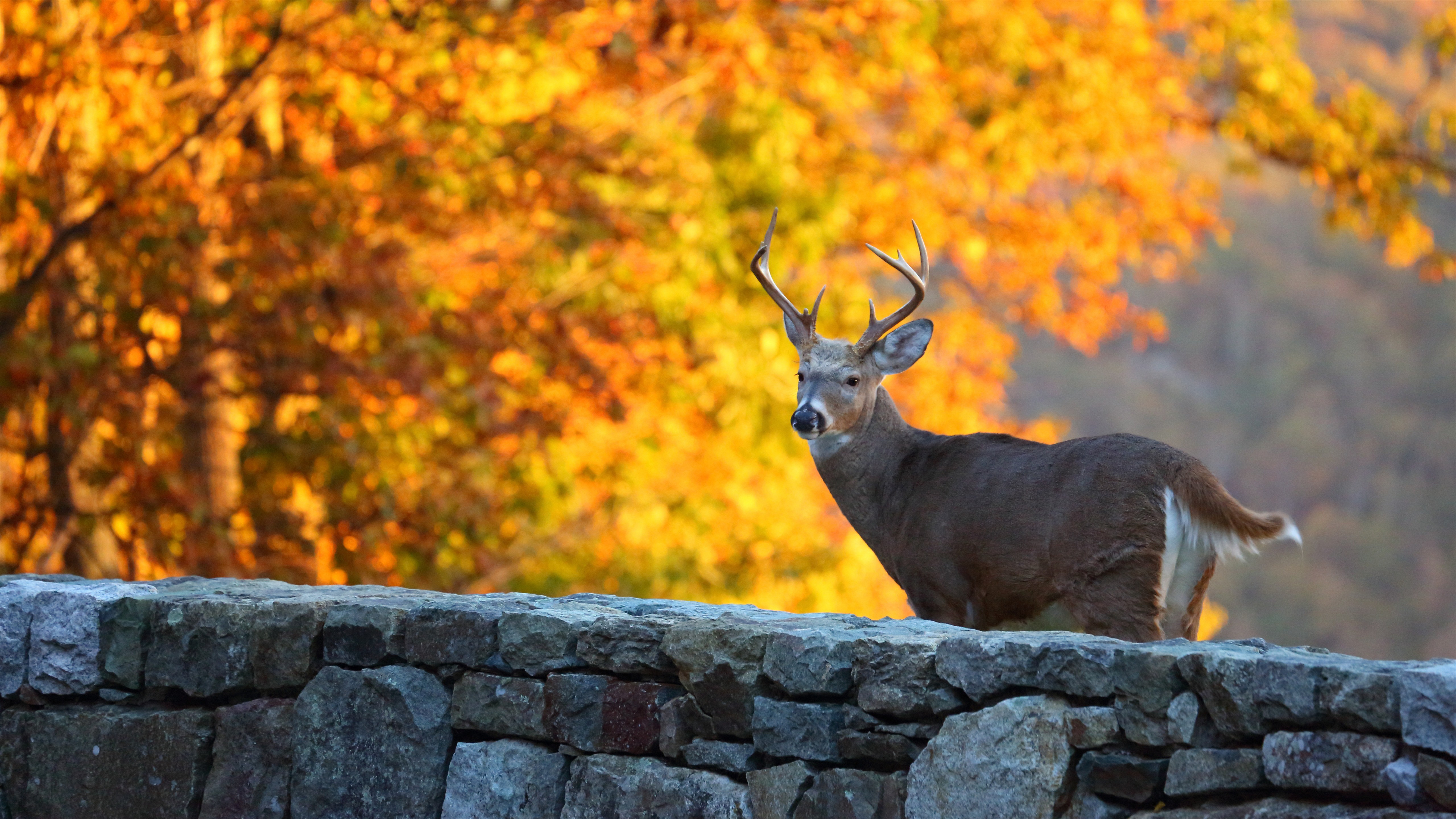 Whitetail Deer With Wallpaper Of Tree With Yellow Leaves K K HD Deer