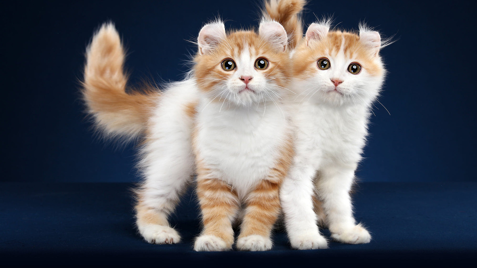 Cute Two Kittens In A Blue Wallpaper HD