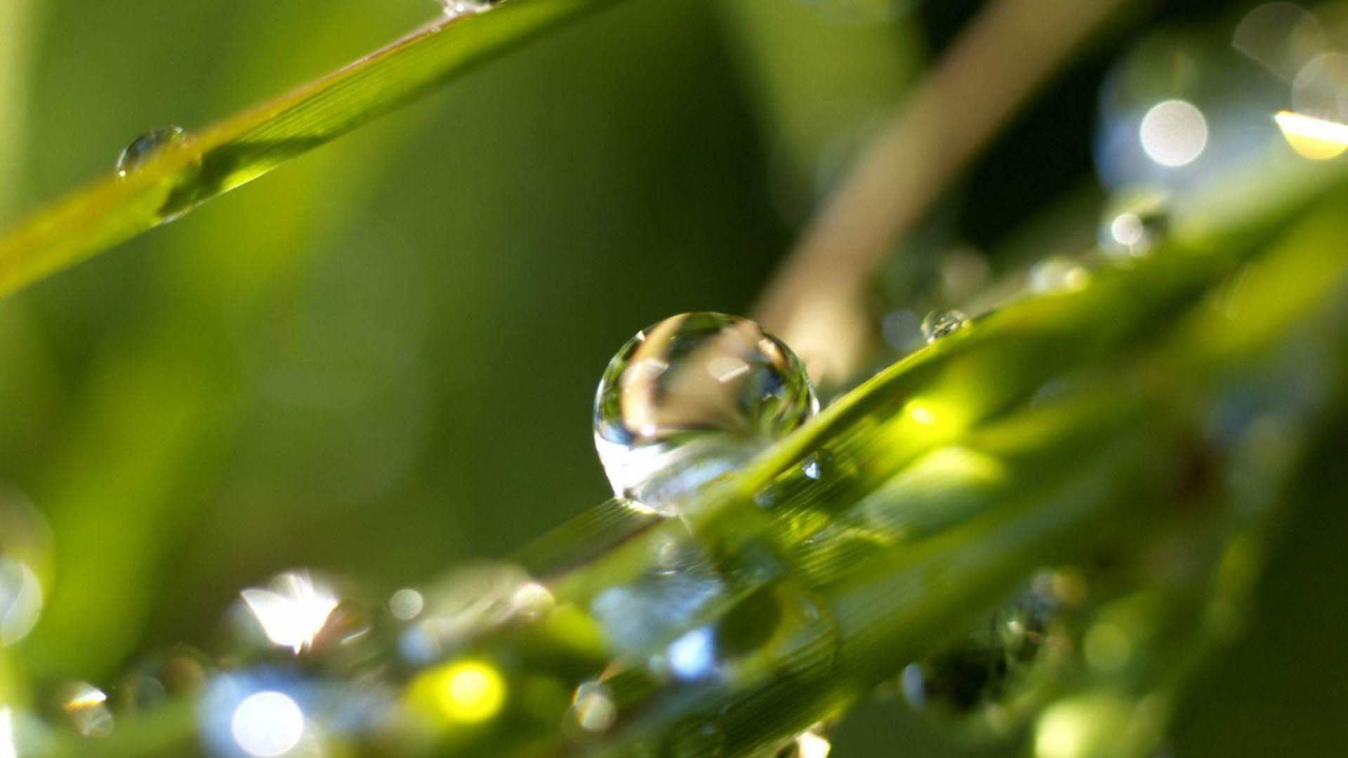 Of Water Drops On Green Grass In Blur Wallpaper HD