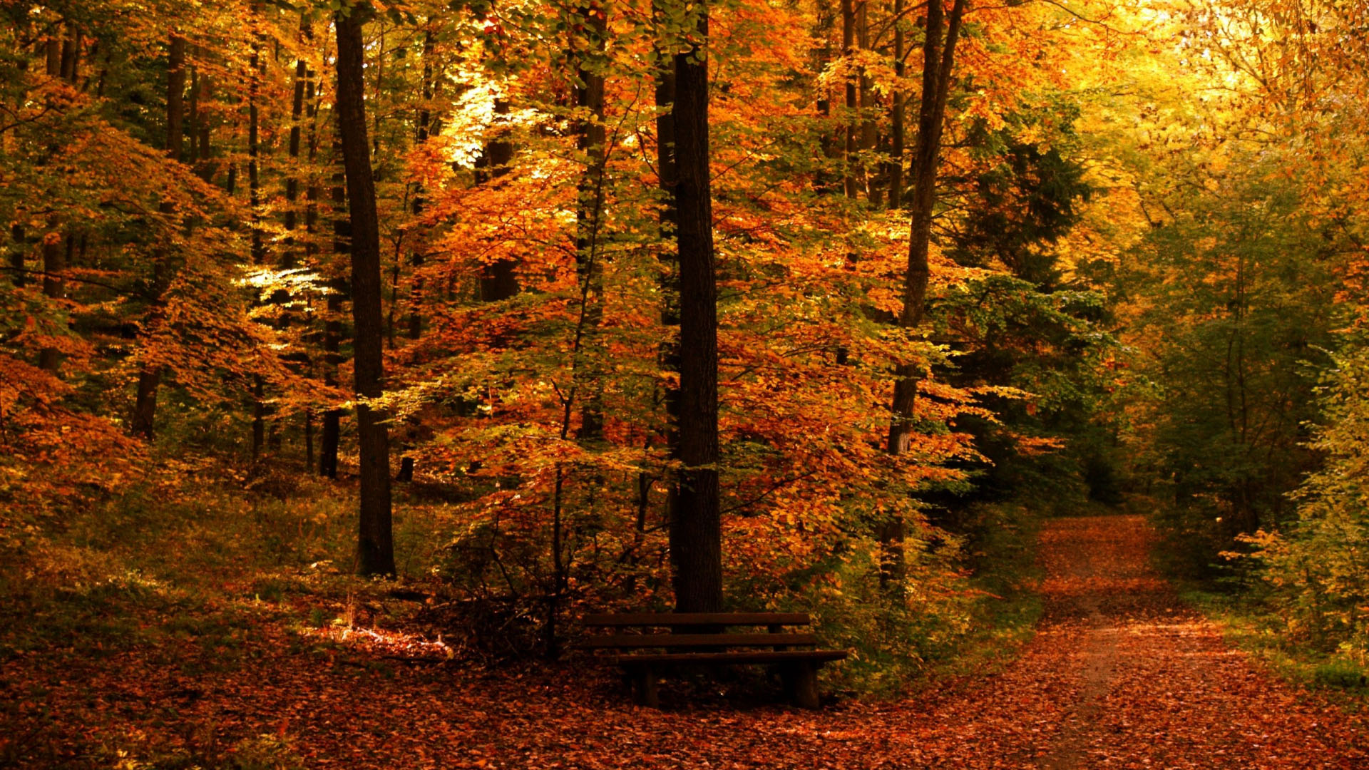 Green Orange Autumn Trees Forest Wallpaper Desktop HD Autumn Desktop