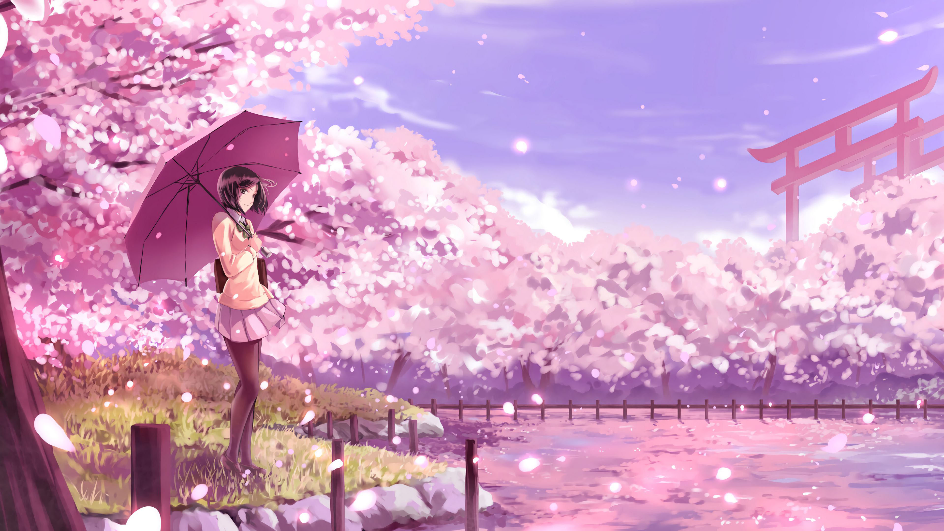 Girl Purple Umbrella Pink Sakura Flowers Wallpaper K HD Girl