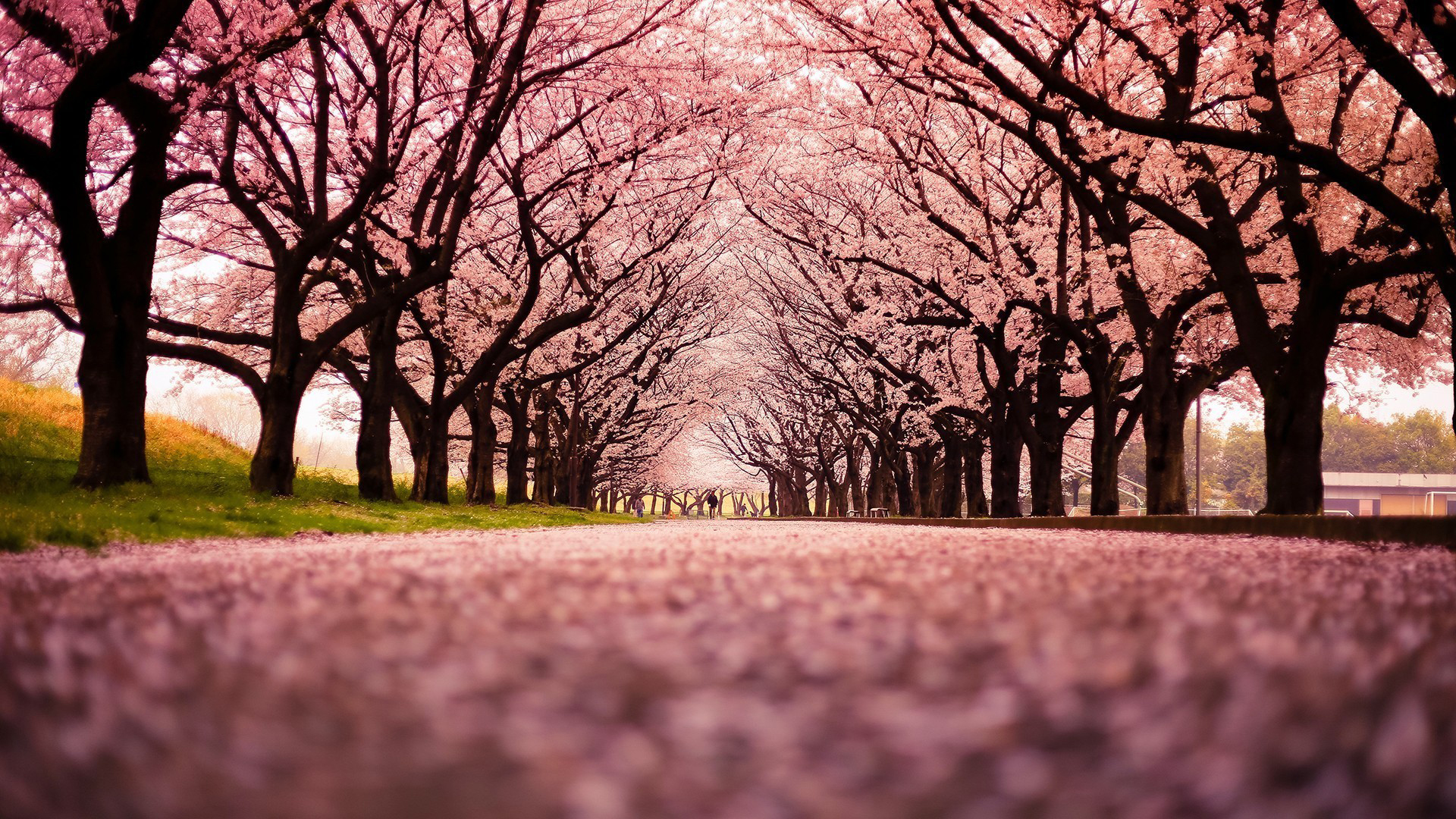 Worms Eye View Of Pink Blossom Trees HD Nature