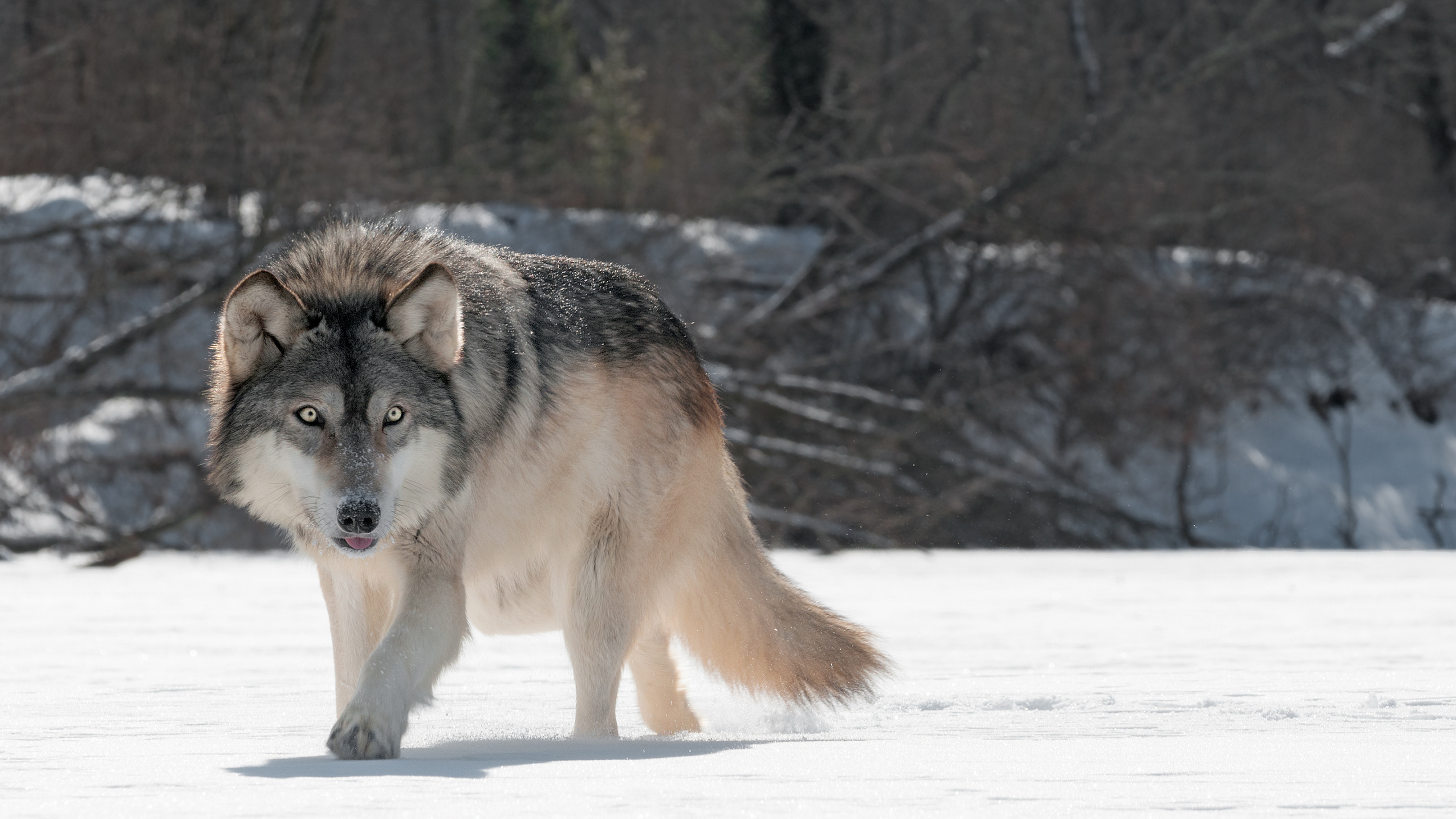 Animal Wolf Is Walking On A Flat Snowy Surface K K HD
