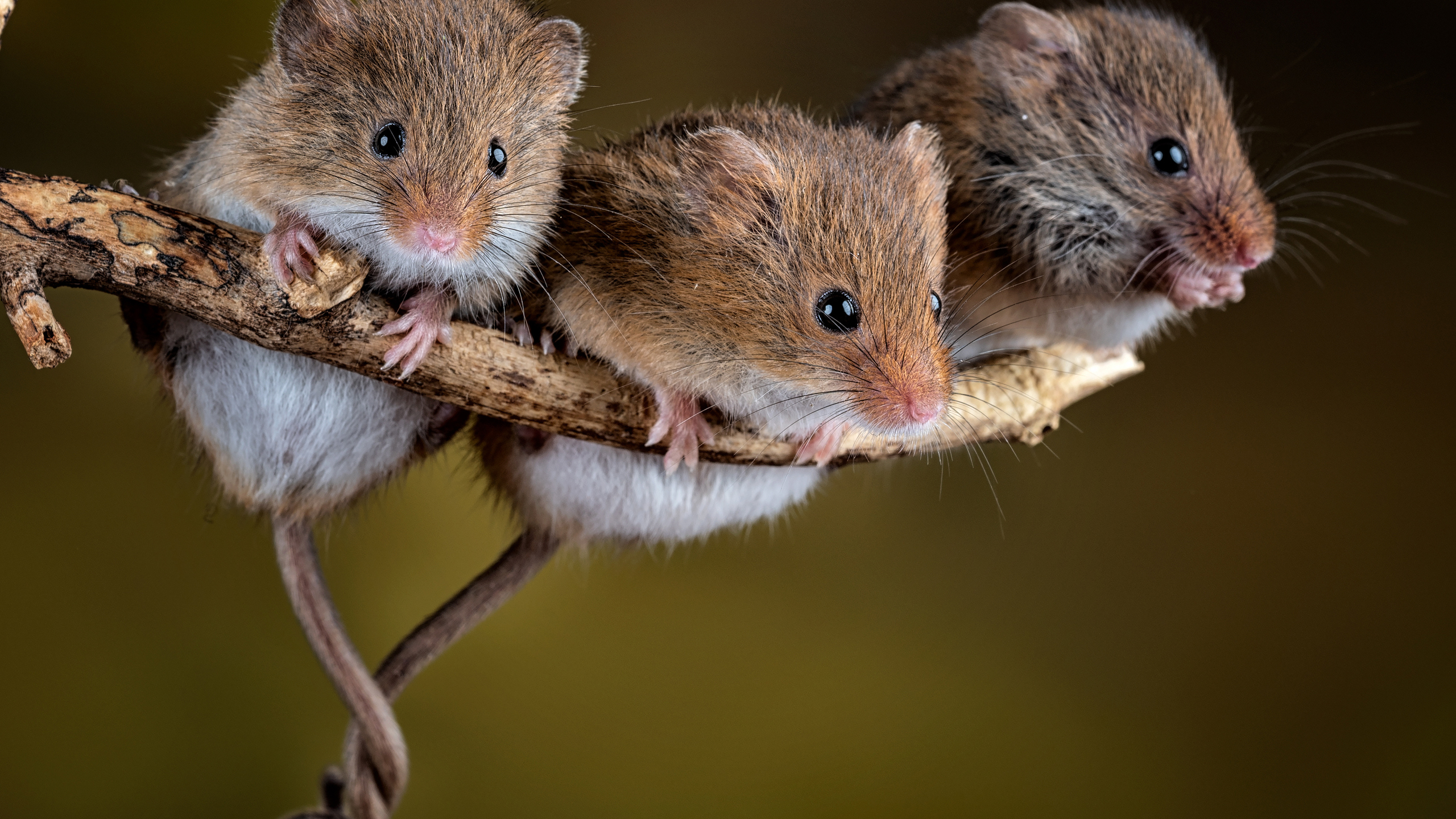 Three Mouses Are Sitting On Tree Branch K HD Mouse