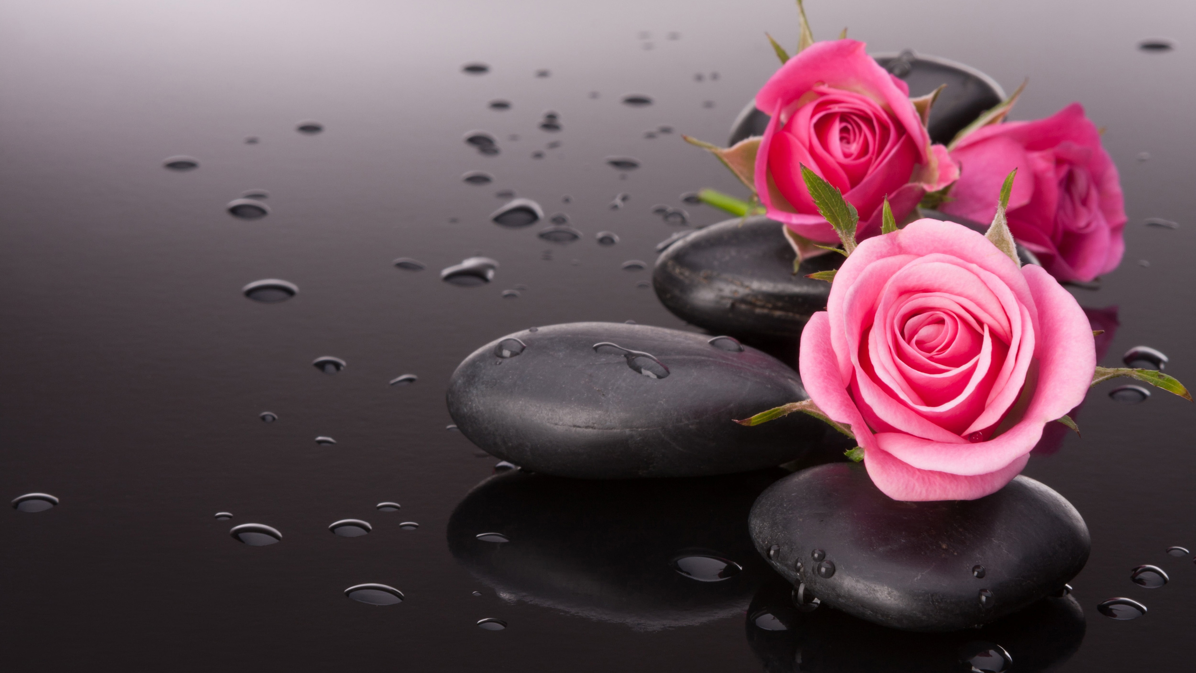 Light Dark Pink Roses With Black Stones And Water Drops K HD Rose