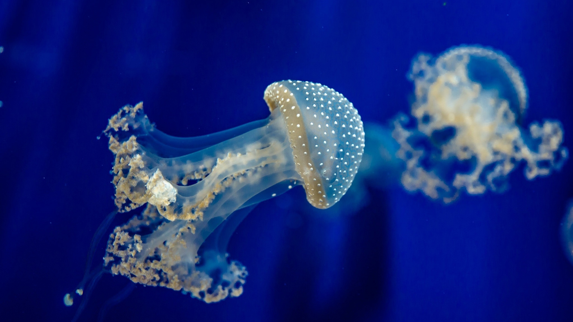Blue White Jellyfish Underwater HD Animals