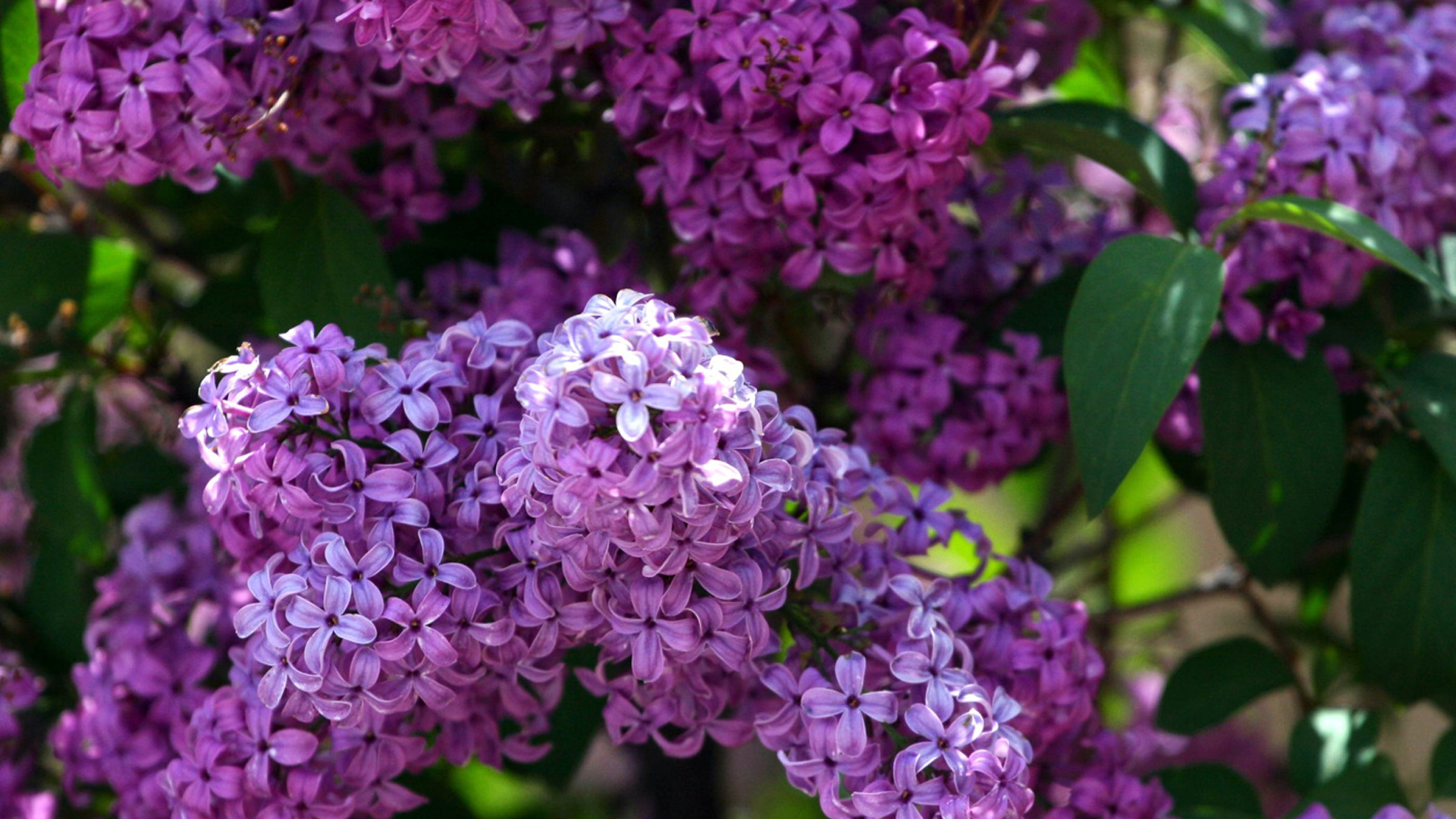 Closeup View Of Bunch Of Purple Lilac Green Leaves HD