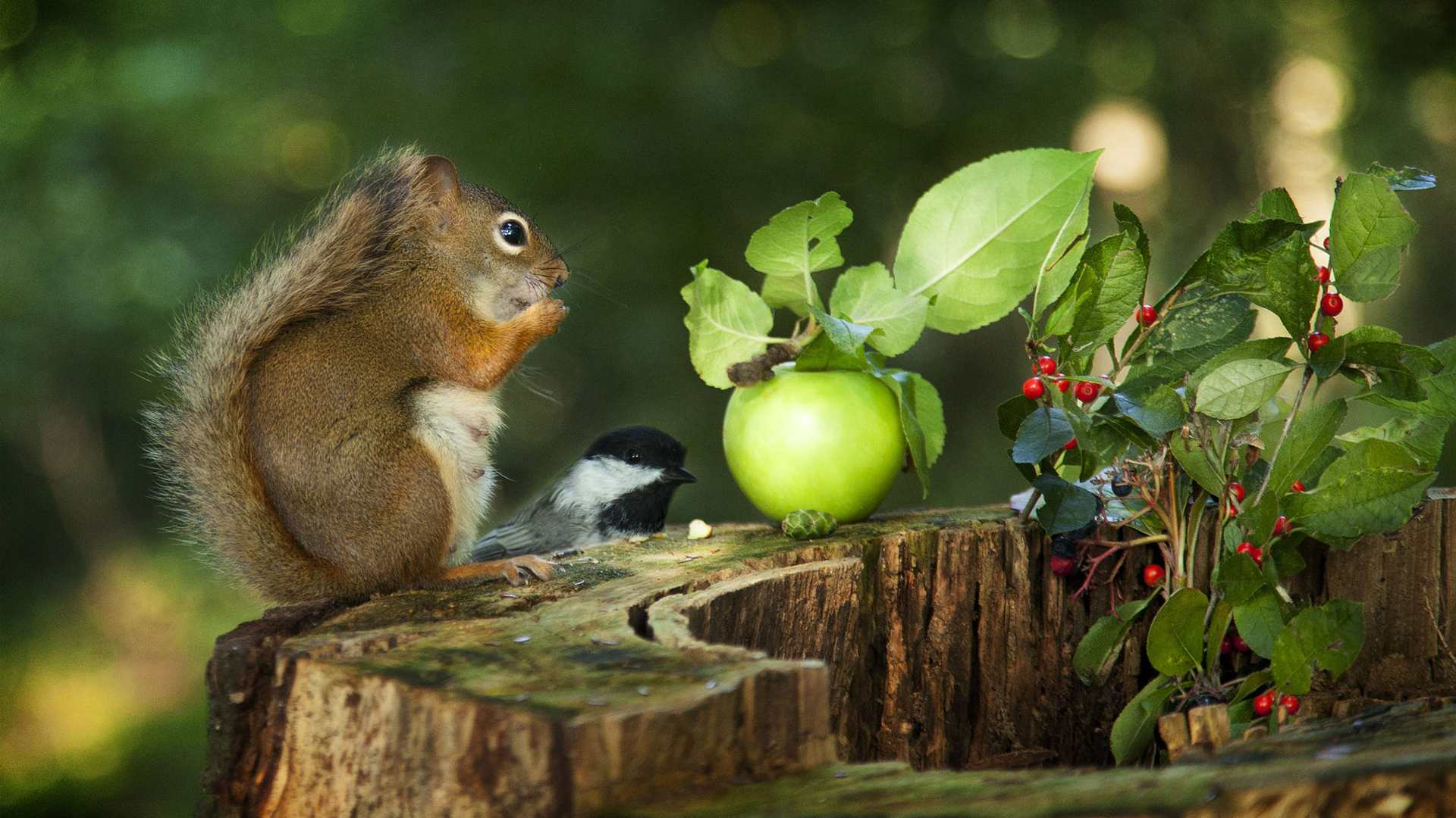 Brown Fur Squirrel Is Sitting On Tree Trunk Eating Nuts In Blur Wallpaper HD Squirrel