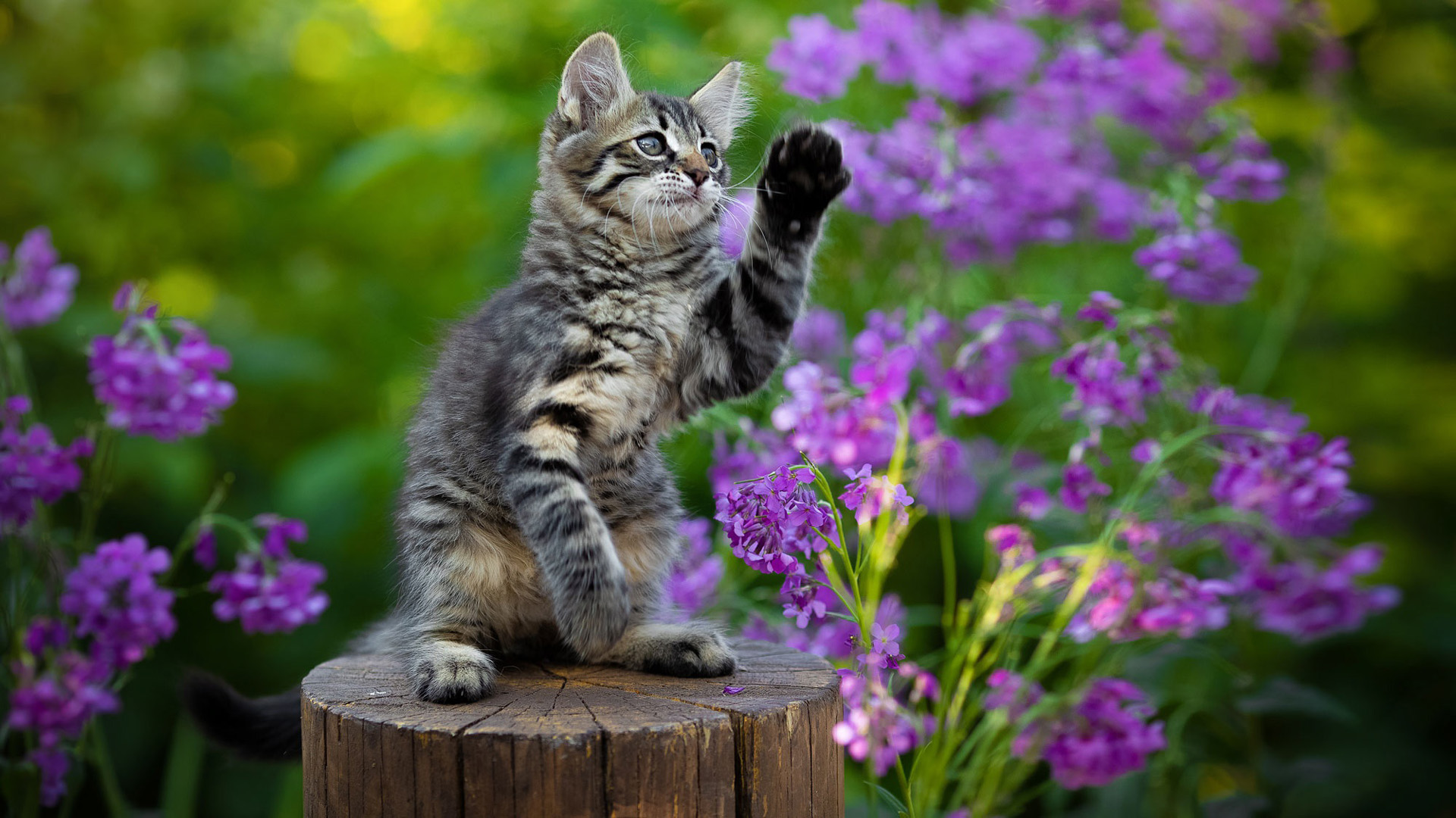 Black Ash White Cat Kitten Is Standing On Wood Trunk In Purple Flowers Wallpaper HD Kitten