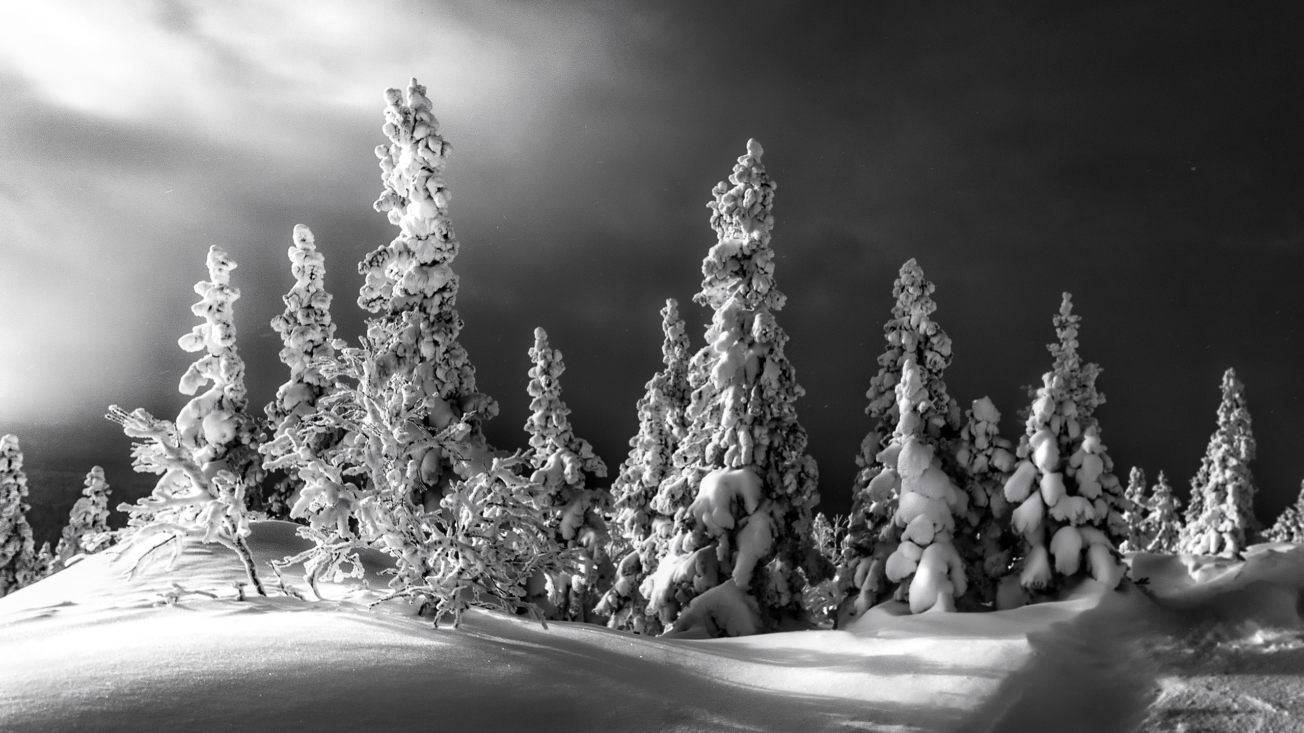 Black And White Picture Of Snow Covered Landscape And Trees Under Dark Clouds HD Nature