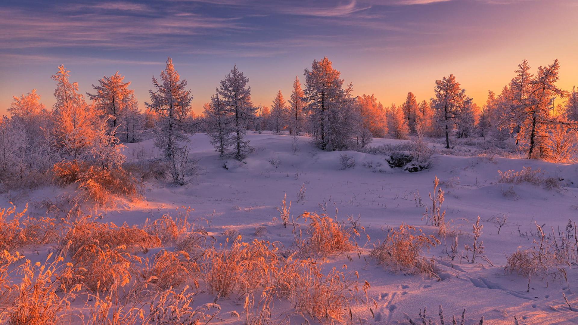 Fir Tree In Snow Field During Sunset HD Winter