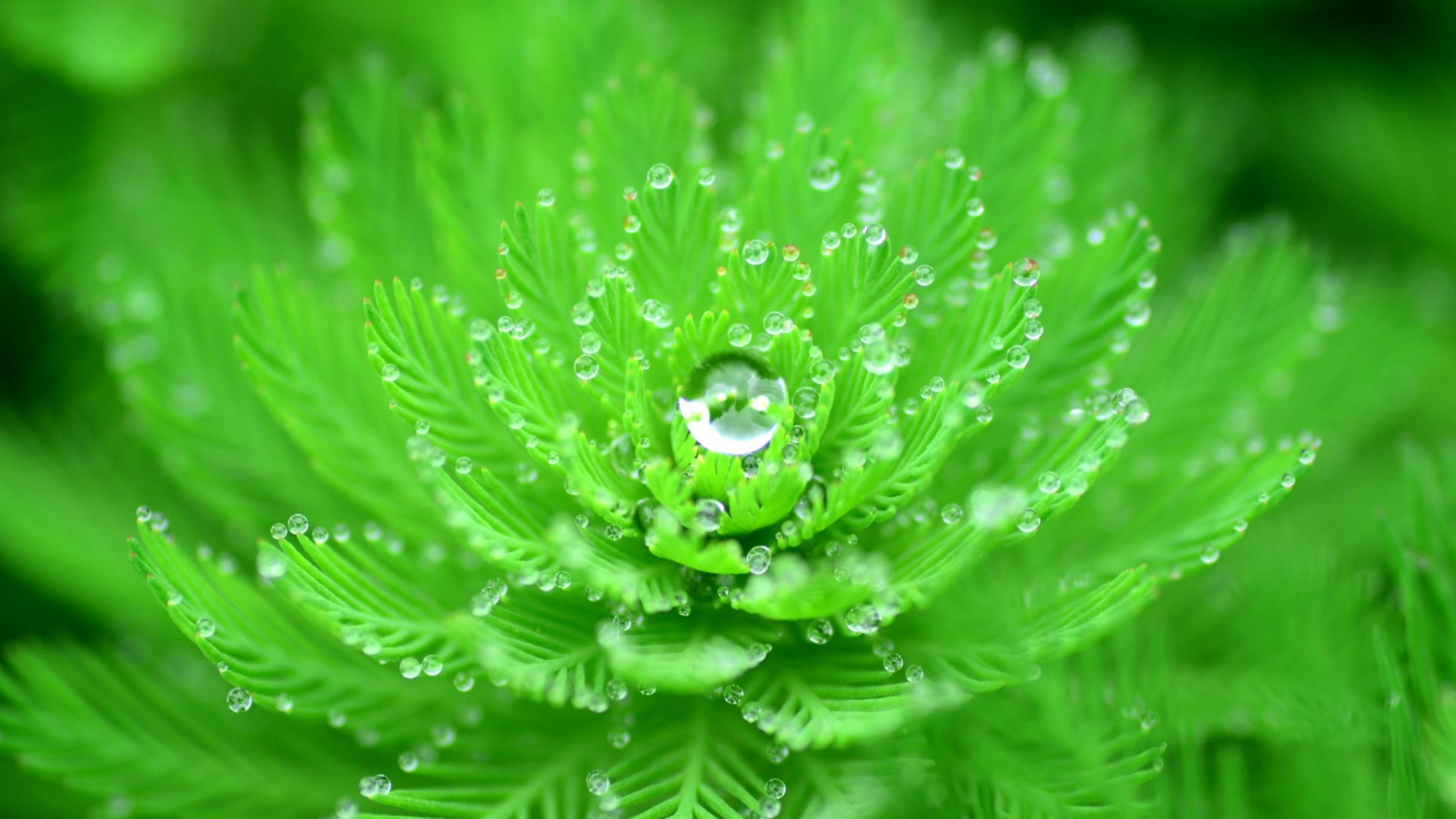Water Droplets On Green Leaves K HD Nature