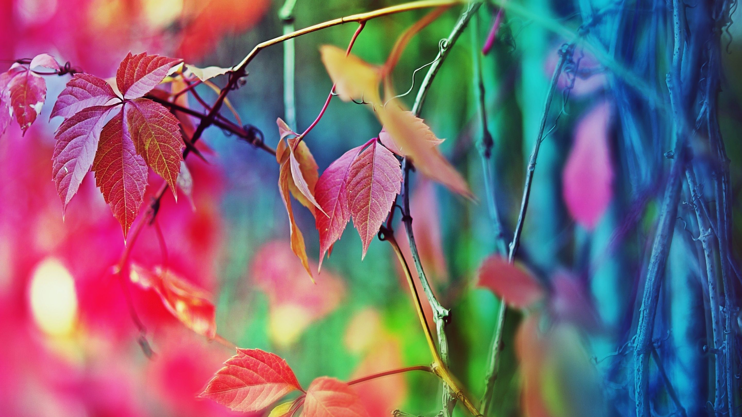Colorful Leaves Plants In Blur Wallpaper HD Colorful