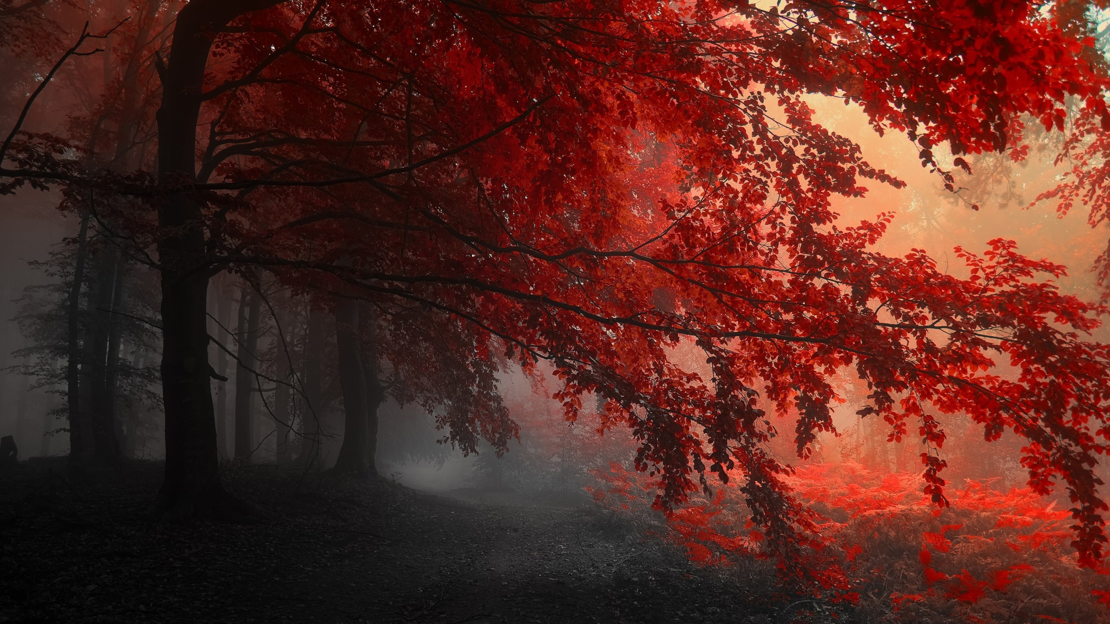Red Autumn Trees Forest With Sunrays K HD Nature