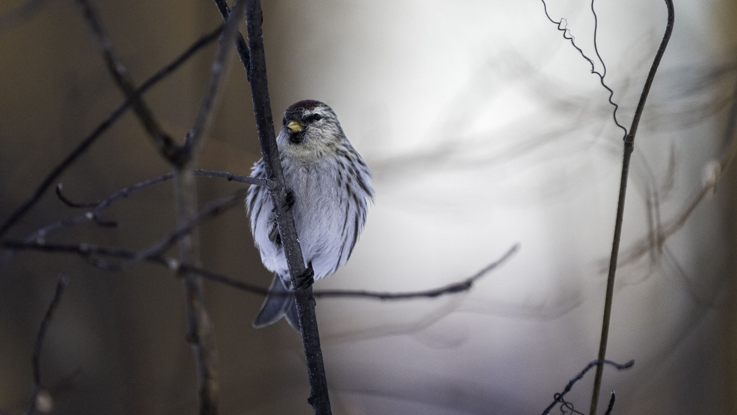 Short Yellow Beak Redpoll Bird On Tree Stick In Blur Wallpaper K HD Birds